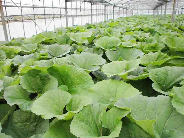 見た目が好きな野菜や果物