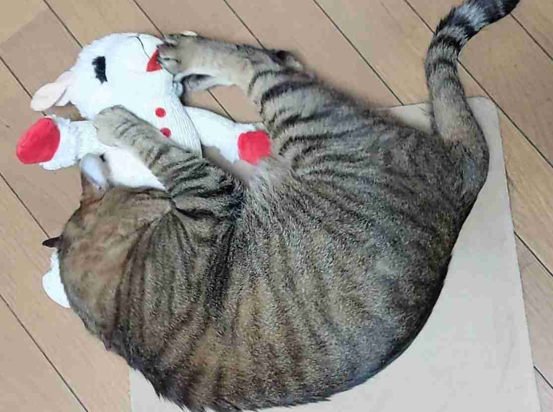 がるちゃん猫カフェ99号店開店しました♪(初めての方も大歓迎♪）