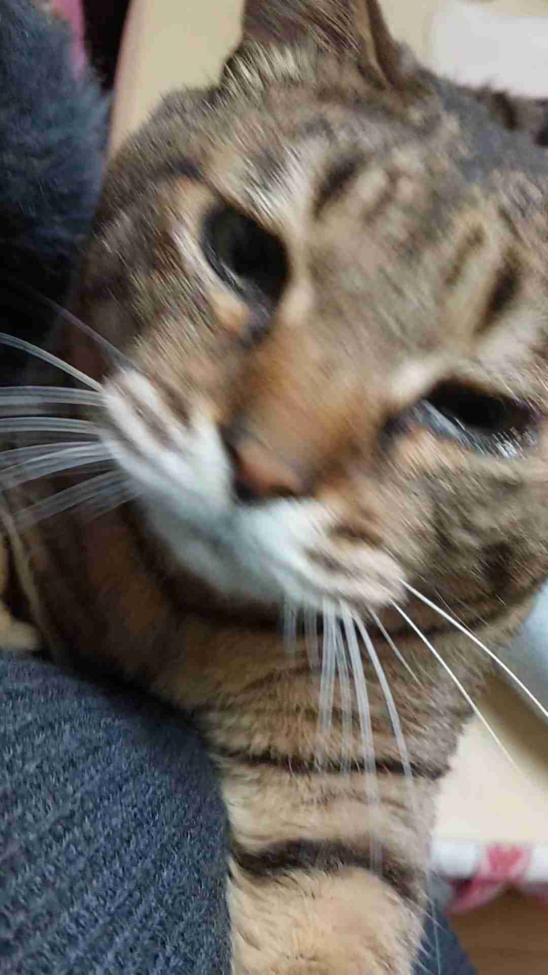 がるちゃん猫カフェ99号店開店しました♪(初めての方も大歓迎♪）