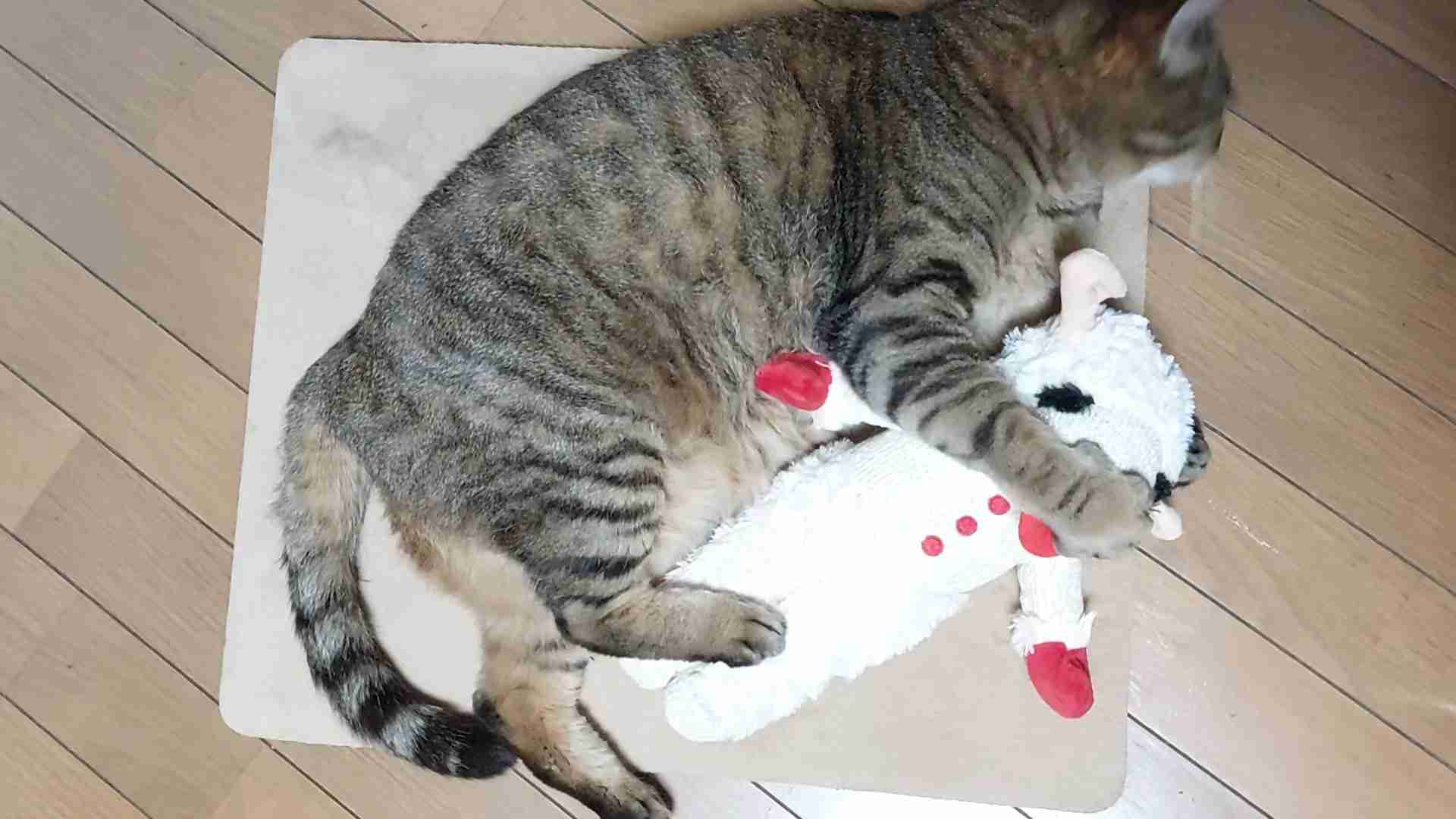 がるちゃん猫カフェ99号店開店しました♪(初めての方も大歓迎♪）