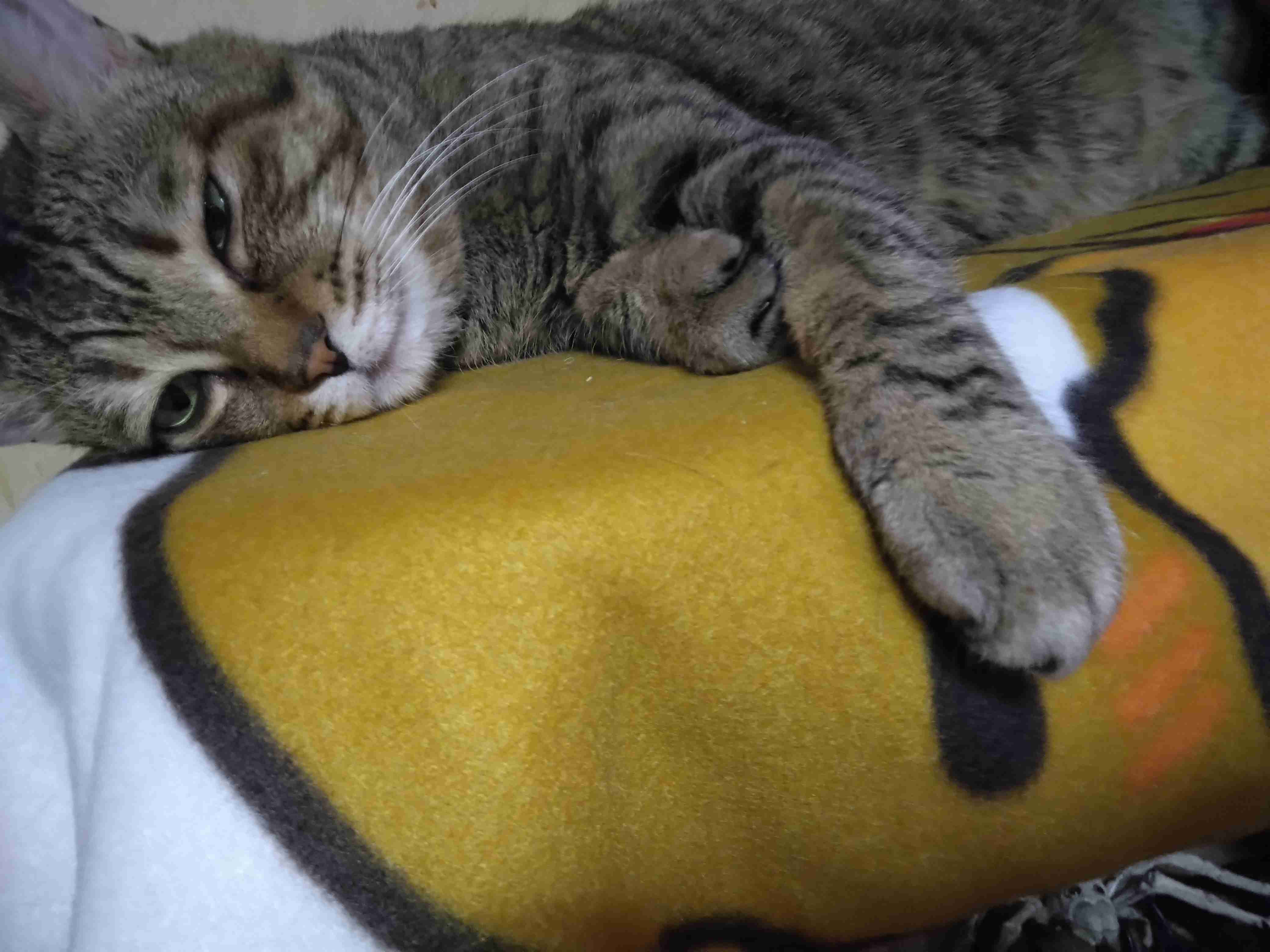 がるちゃん猫カフェ99号店開店しました♪(初めての方も大歓迎♪）