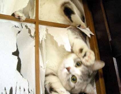 がるちゃん猫カフェ99号店開店しました♪(初めての方も大歓迎♪）