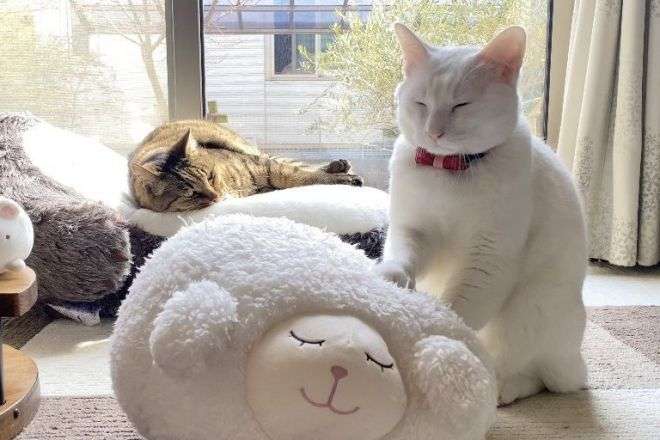 がるちゃん猫カフェ99号店開店しました♪(初めての方も大歓迎♪）