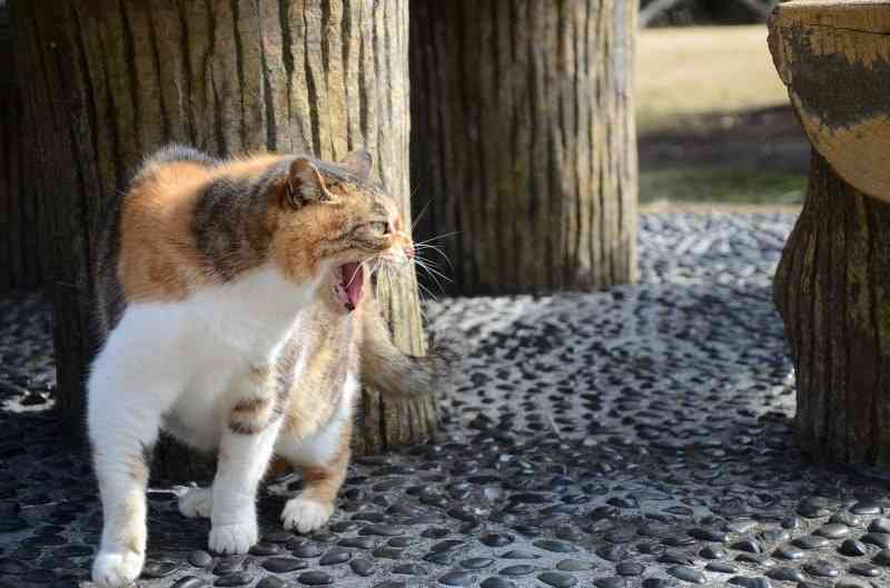 がるちゃん猫カフェ99号店開店しました♪(初めての方も大歓迎♪）