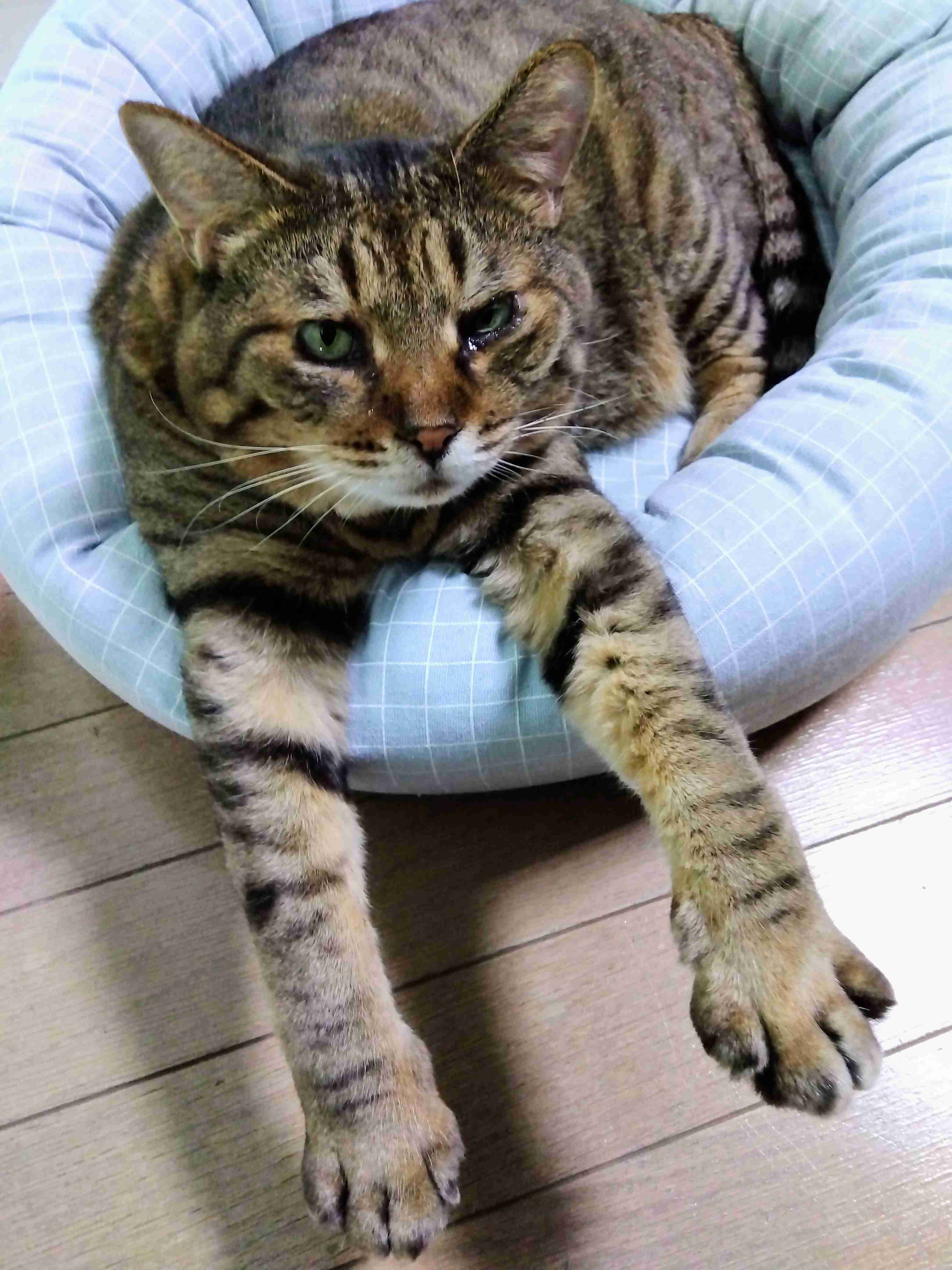 がるちゃん猫カフェ99号店開店しました♪(初めての方も大歓迎♪）