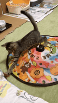 がるちゃん猫カフェ99号店開店しました♪(初めての方も大歓迎♪）