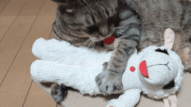 がるちゃん猫カフェ99号店開店しました♪(初めての方も大歓迎♪）