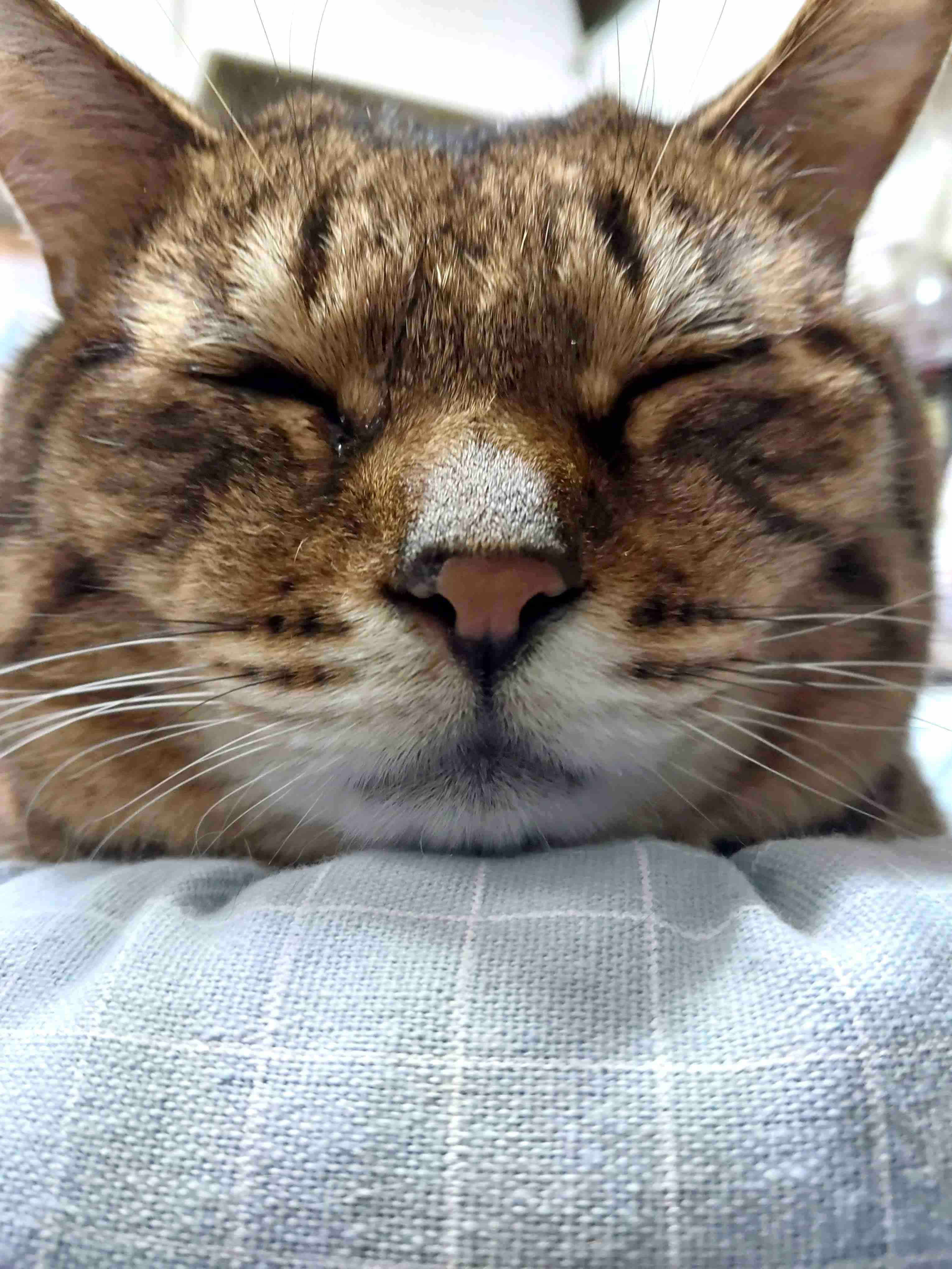がるちゃん猫カフェ99号店開店しました♪(初めての方も大歓迎♪）