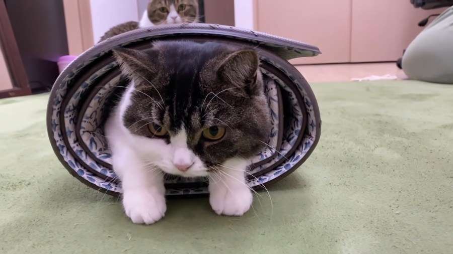 がるちゃん猫カフェ99号店開店しました♪(初めての方も大歓迎♪）
