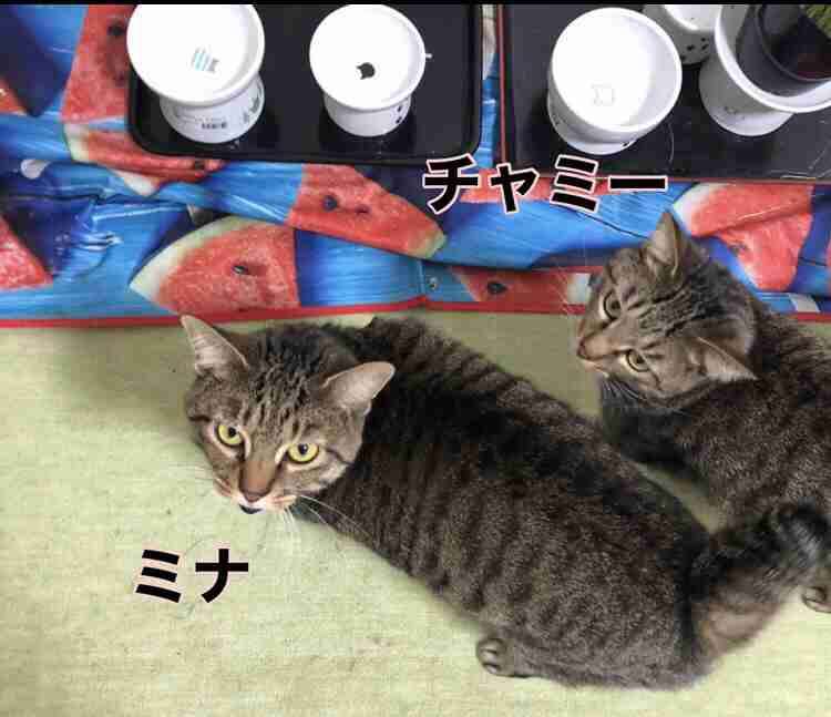 がるちゃん猫カフェ99号店開店しました♪(初めての方も大歓迎♪）