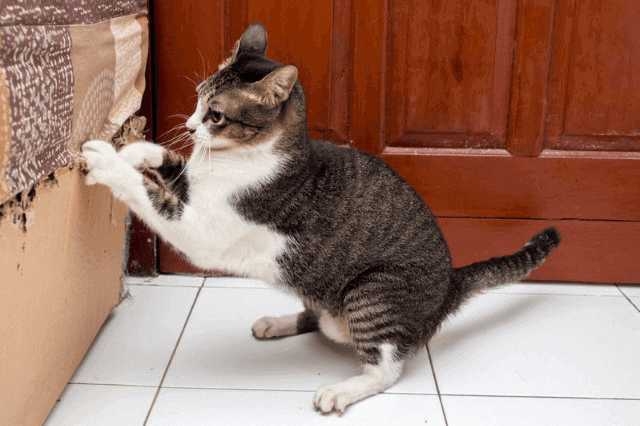 がるちゃん猫カフェ99号店開店しました♪(初めての方も大歓迎♪）