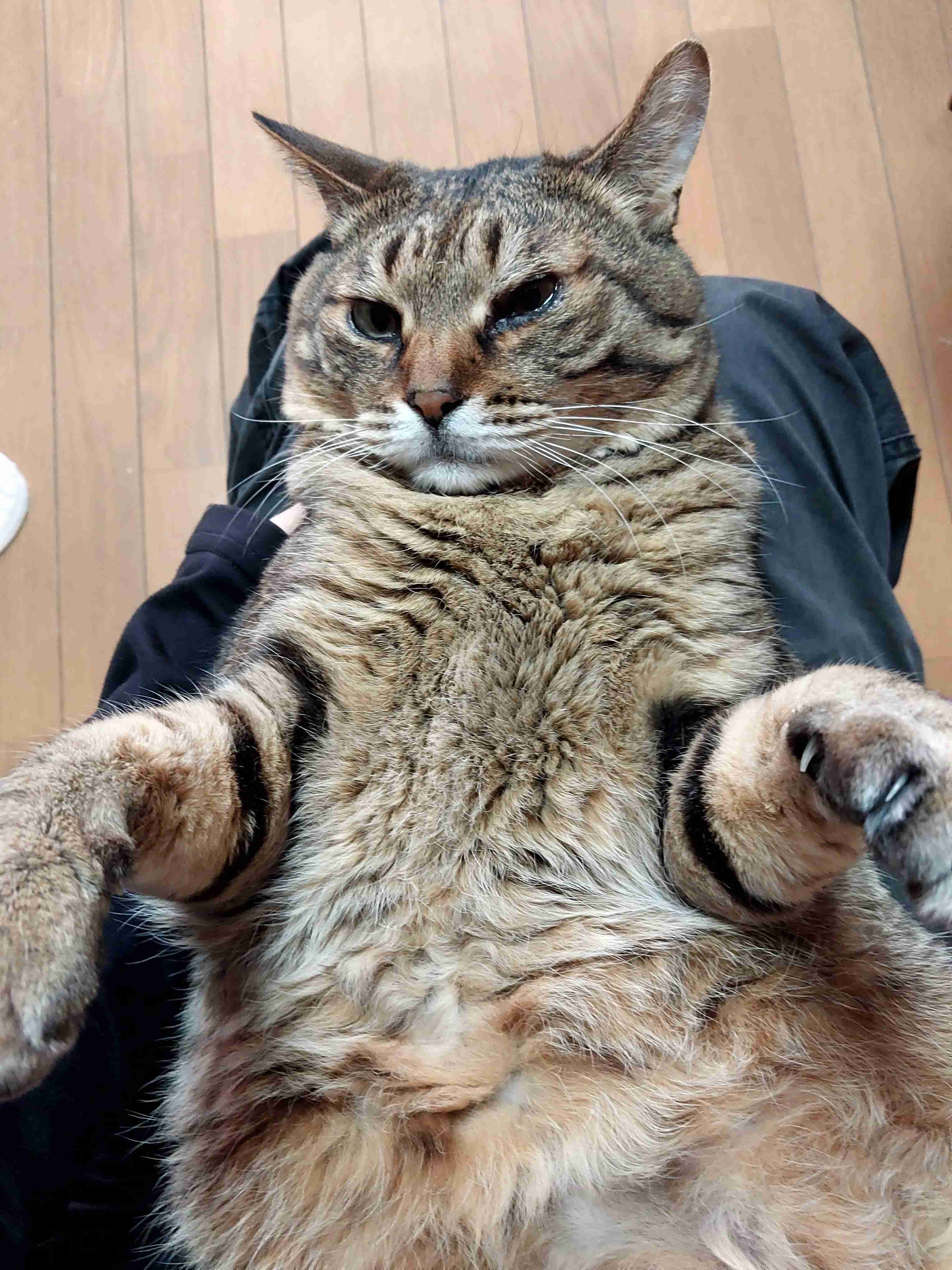 がるちゃん猫カフェ99号店開店しました♪(初めての方も大歓迎♪）