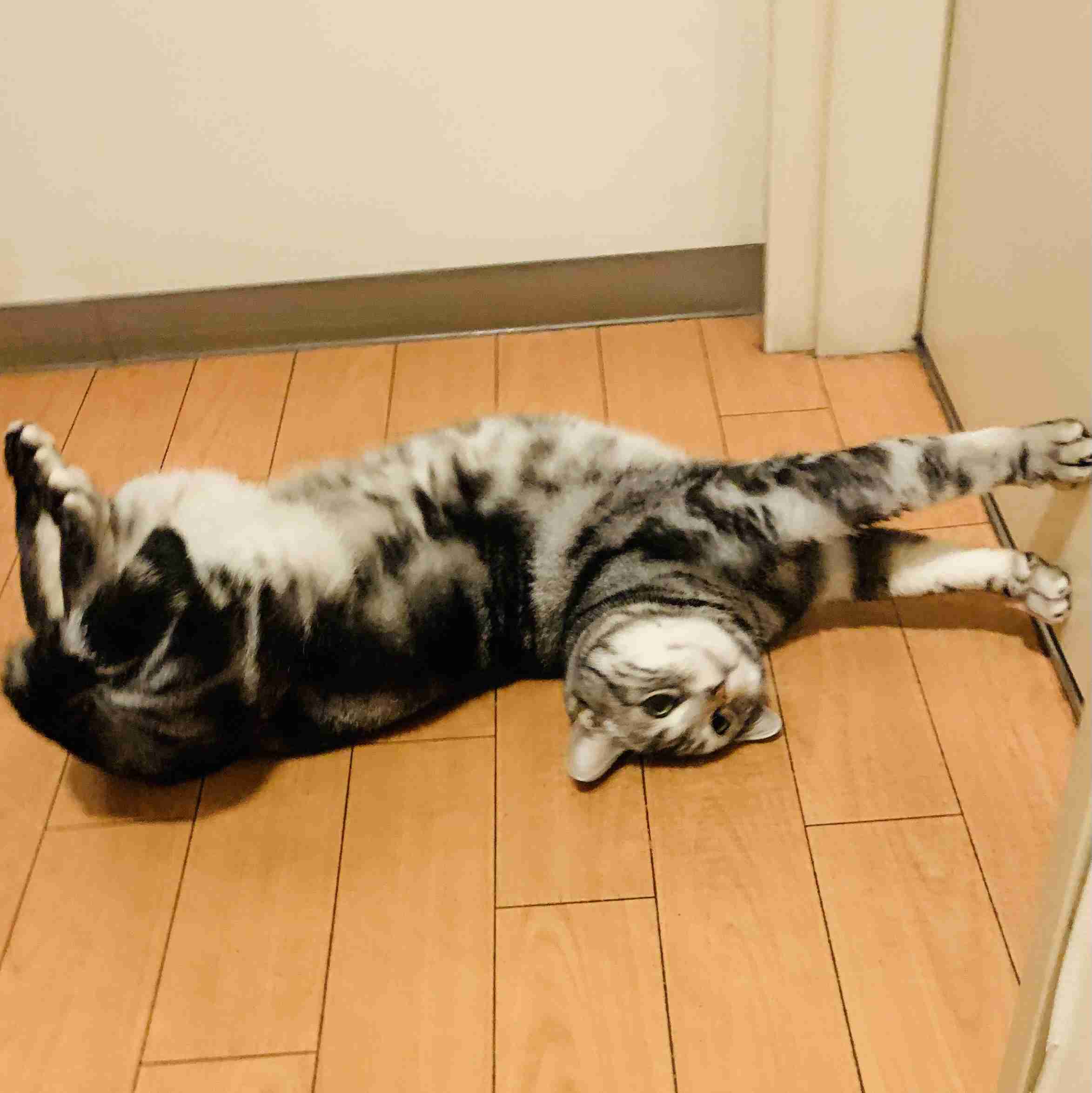 がるちゃん猫カフェ99号店開店しました♪(初めての方も大歓迎♪）