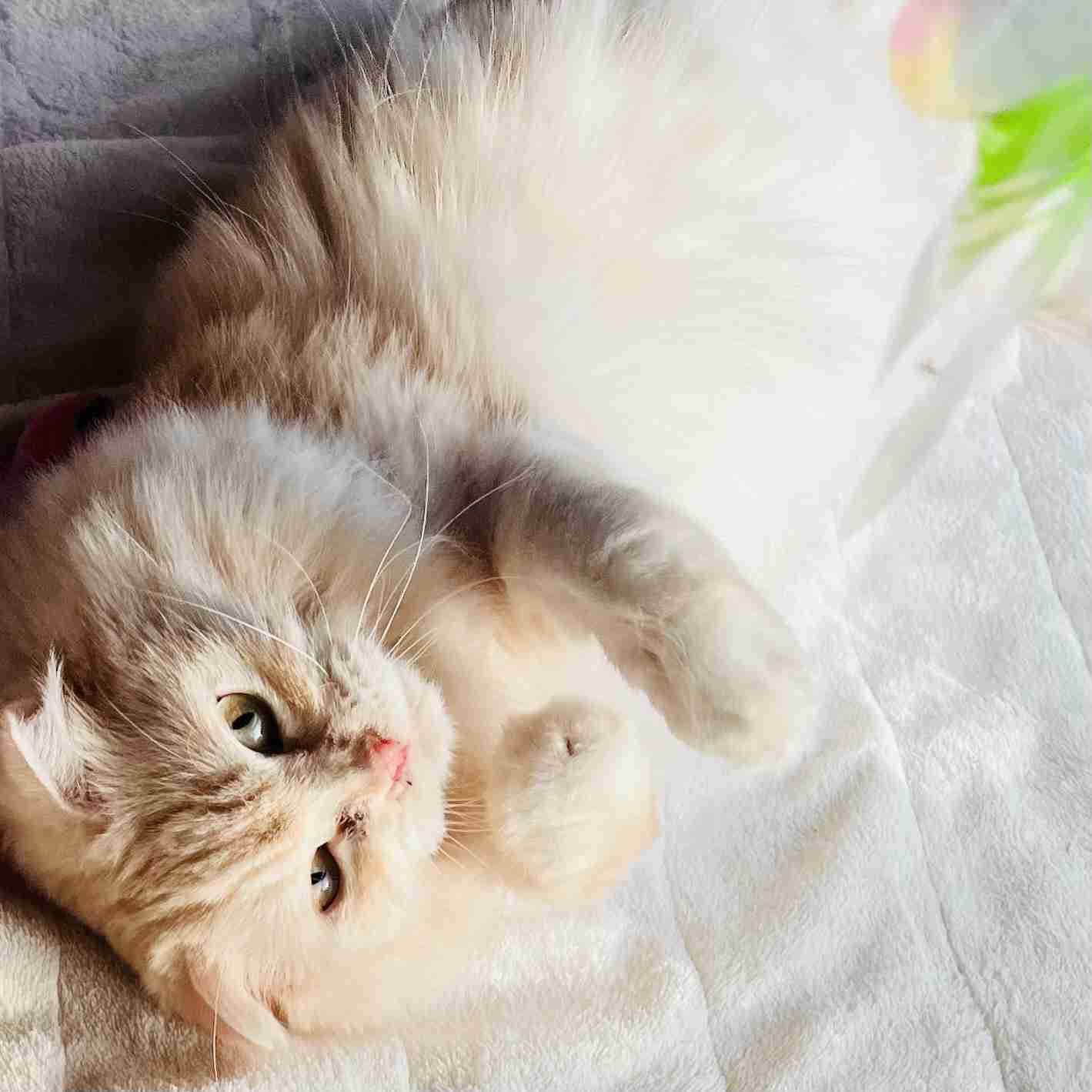 がるちゃん猫カフェ99号店開店しました♪(初めての方も大歓迎♪）