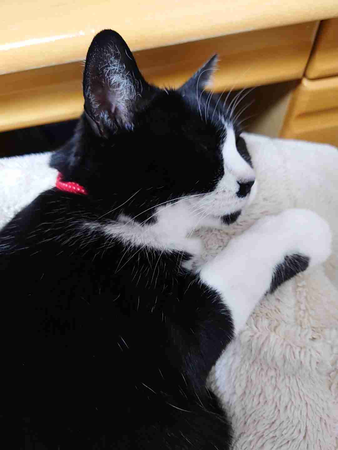 がるちゃん猫カフェ99号店開店しました♪(初めての方も大歓迎♪）