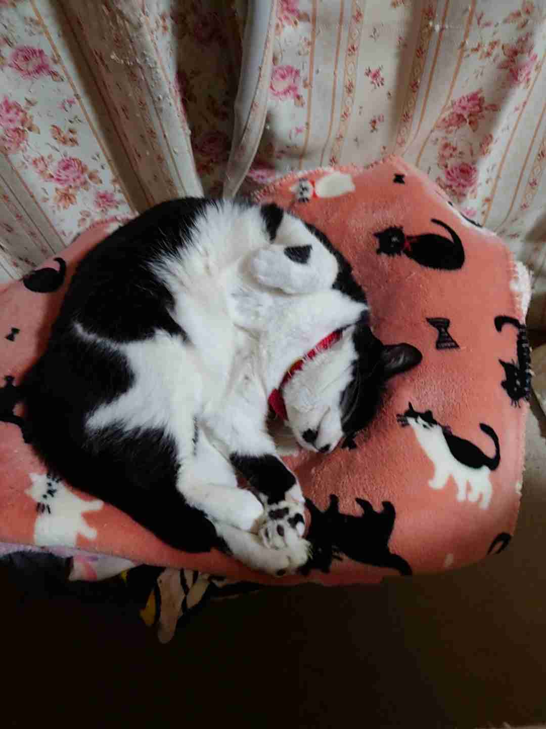 がるちゃん猫カフェ99号店開店しました♪(初めての方も大歓迎♪）