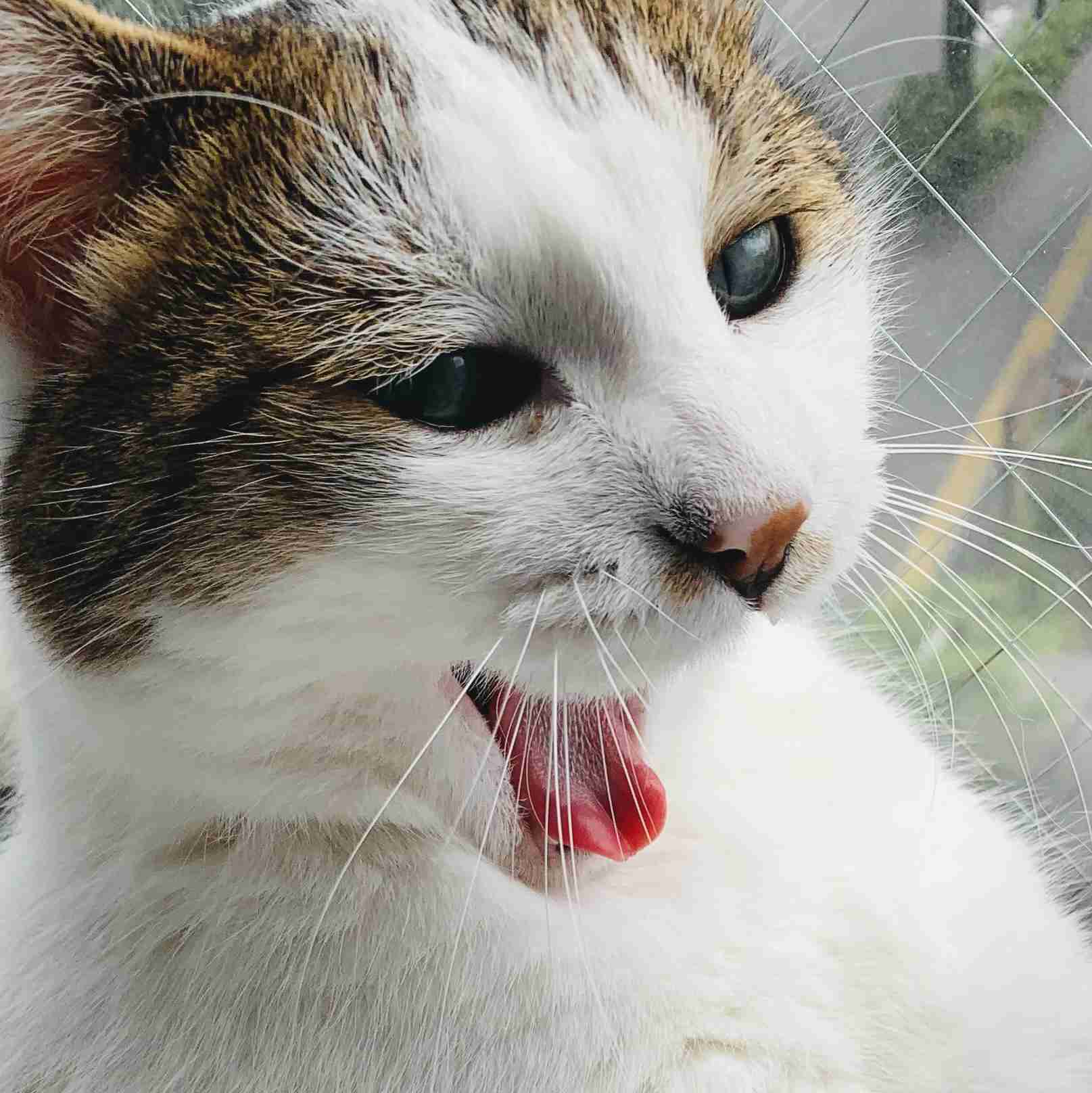 がるちゃん猫カフェ99号店開店しました♪(初めての方も大歓迎♪）