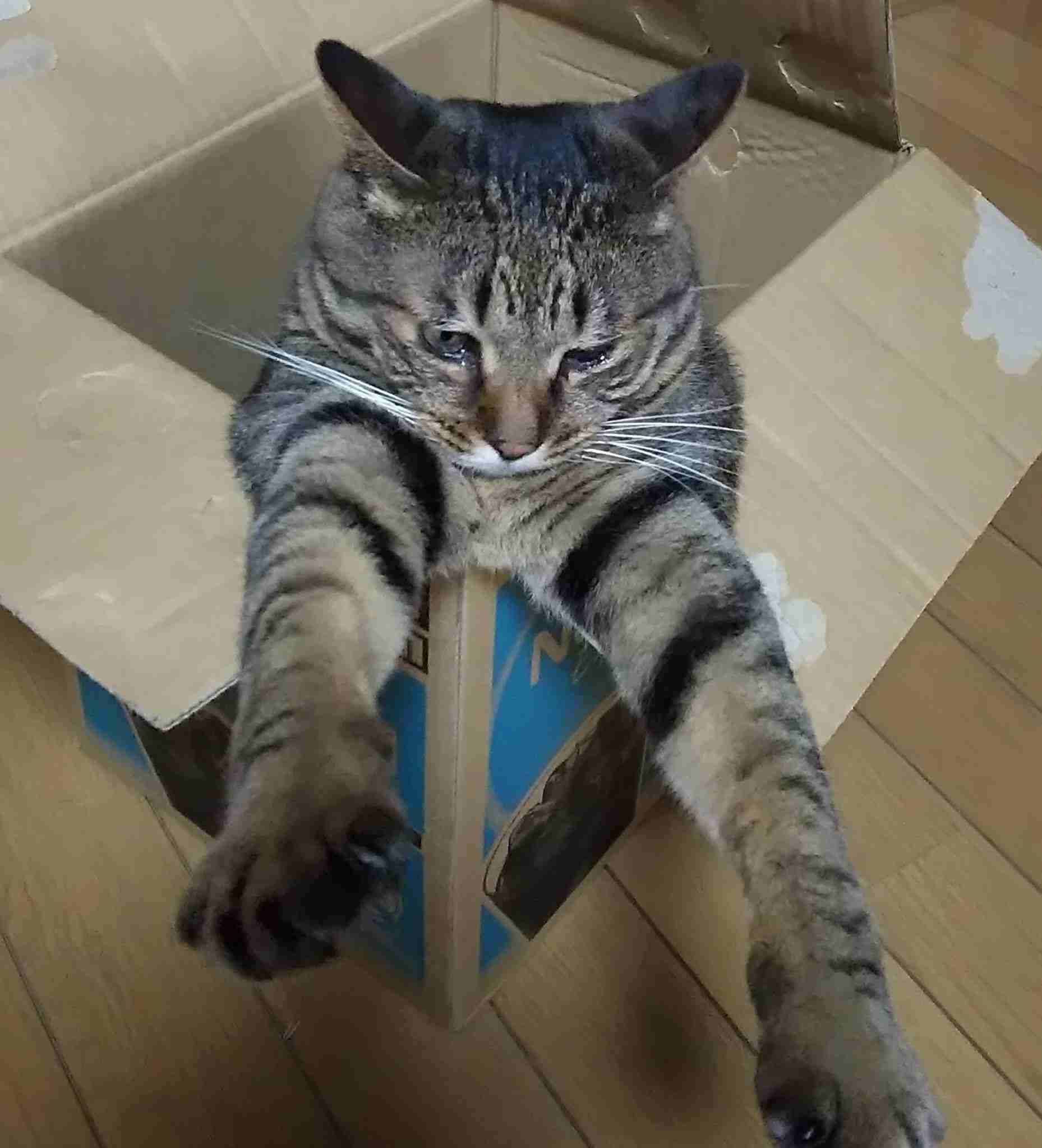 がるちゃん猫カフェ99号店開店しました♪(初めての方も大歓迎♪）