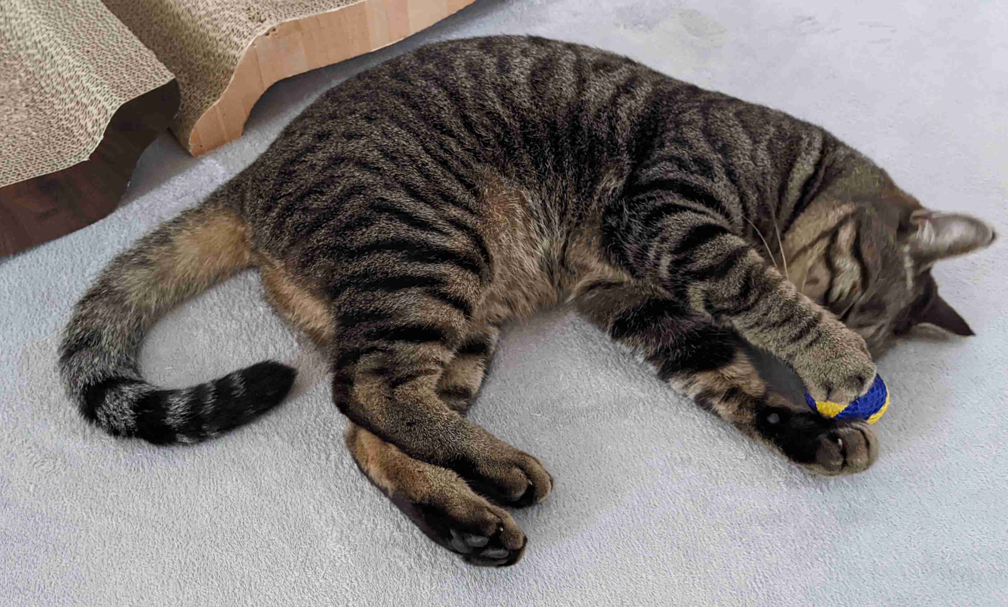 がるちゃん猫カフェ99号店開店しました♪(初めての方も大歓迎♪）