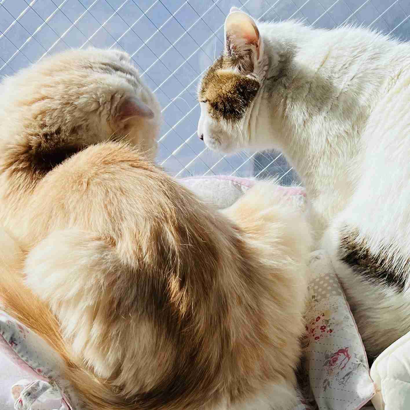 がるちゃん猫カフェ99号店開店しました♪(初めての方も大歓迎♪）