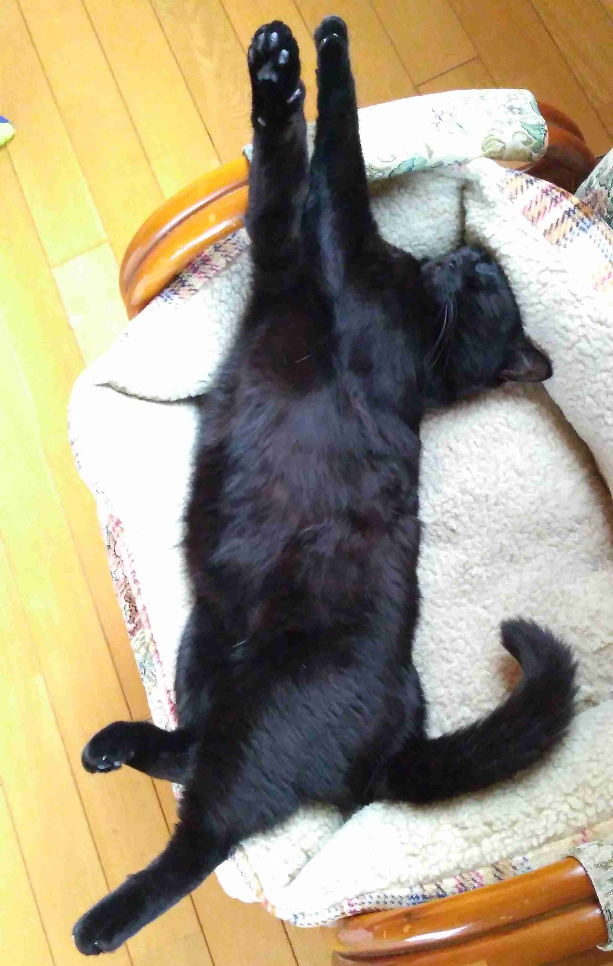 がるちゃん猫カフェ99号店開店しました♪(初めての方も大歓迎♪）
