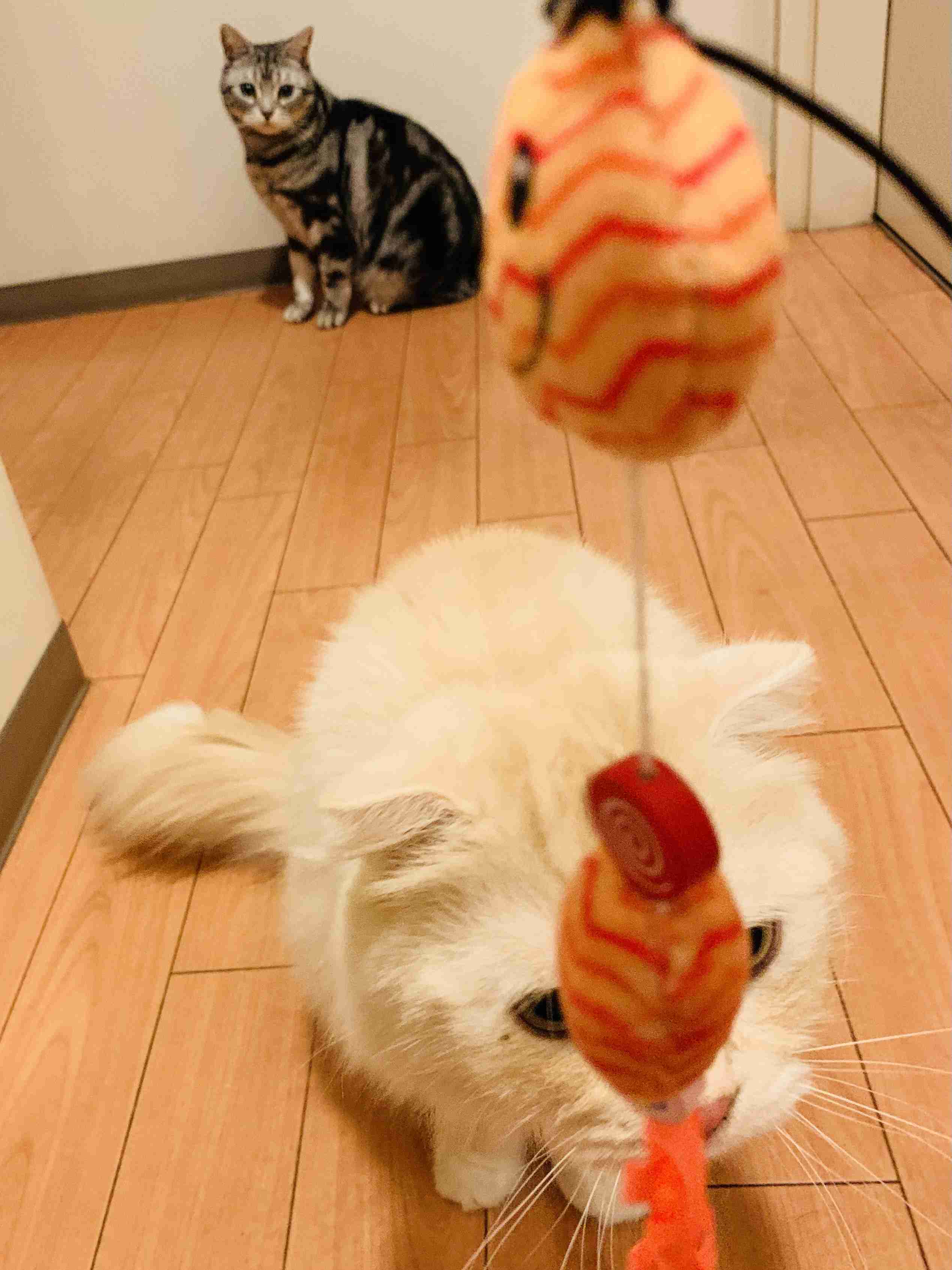 がるちゃん猫カフェ99号店開店しました♪(初めての方も大歓迎♪）