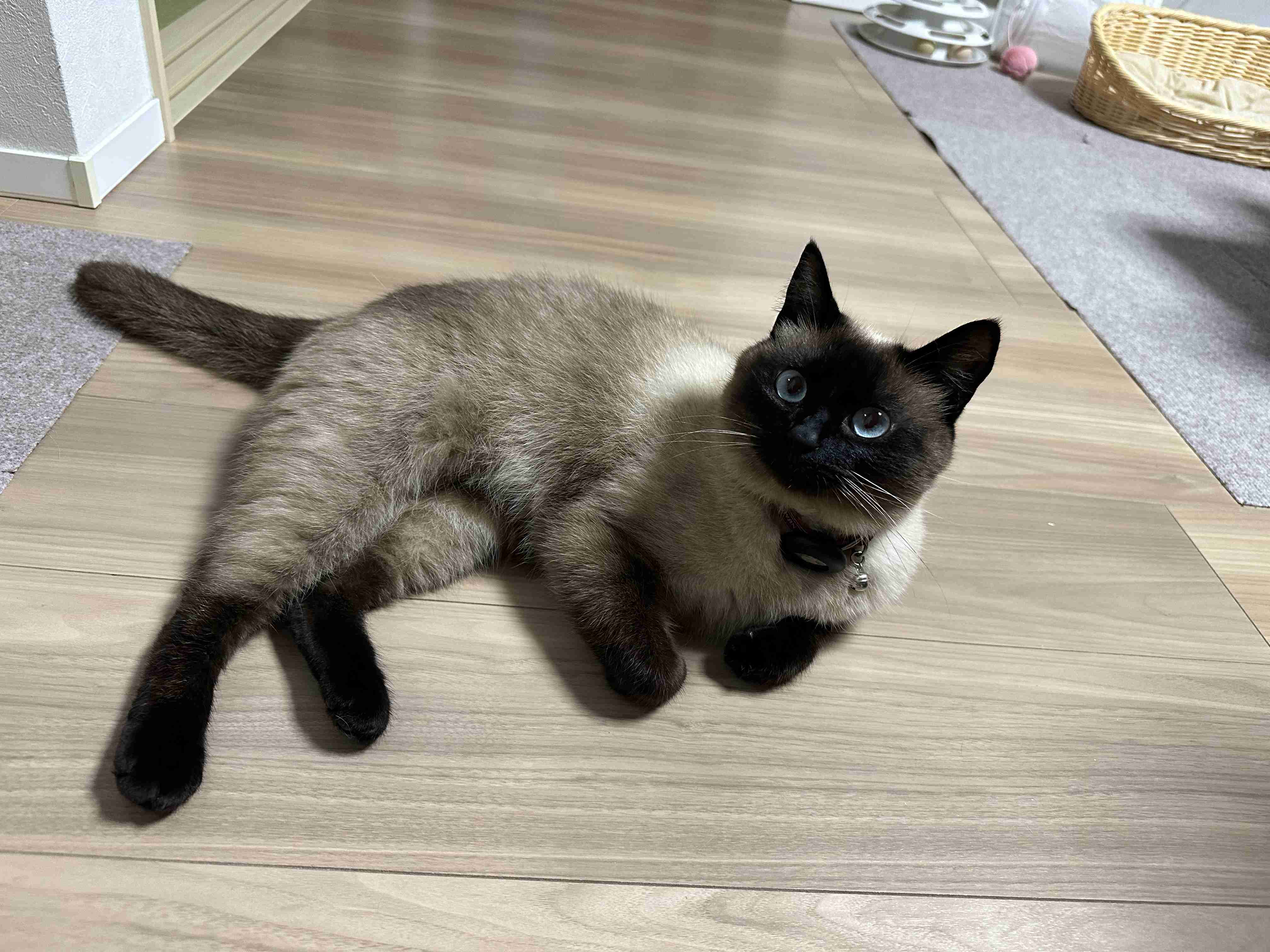 がるちゃん猫カフェ99号店開店しました♪(初めての方も大歓迎♪）