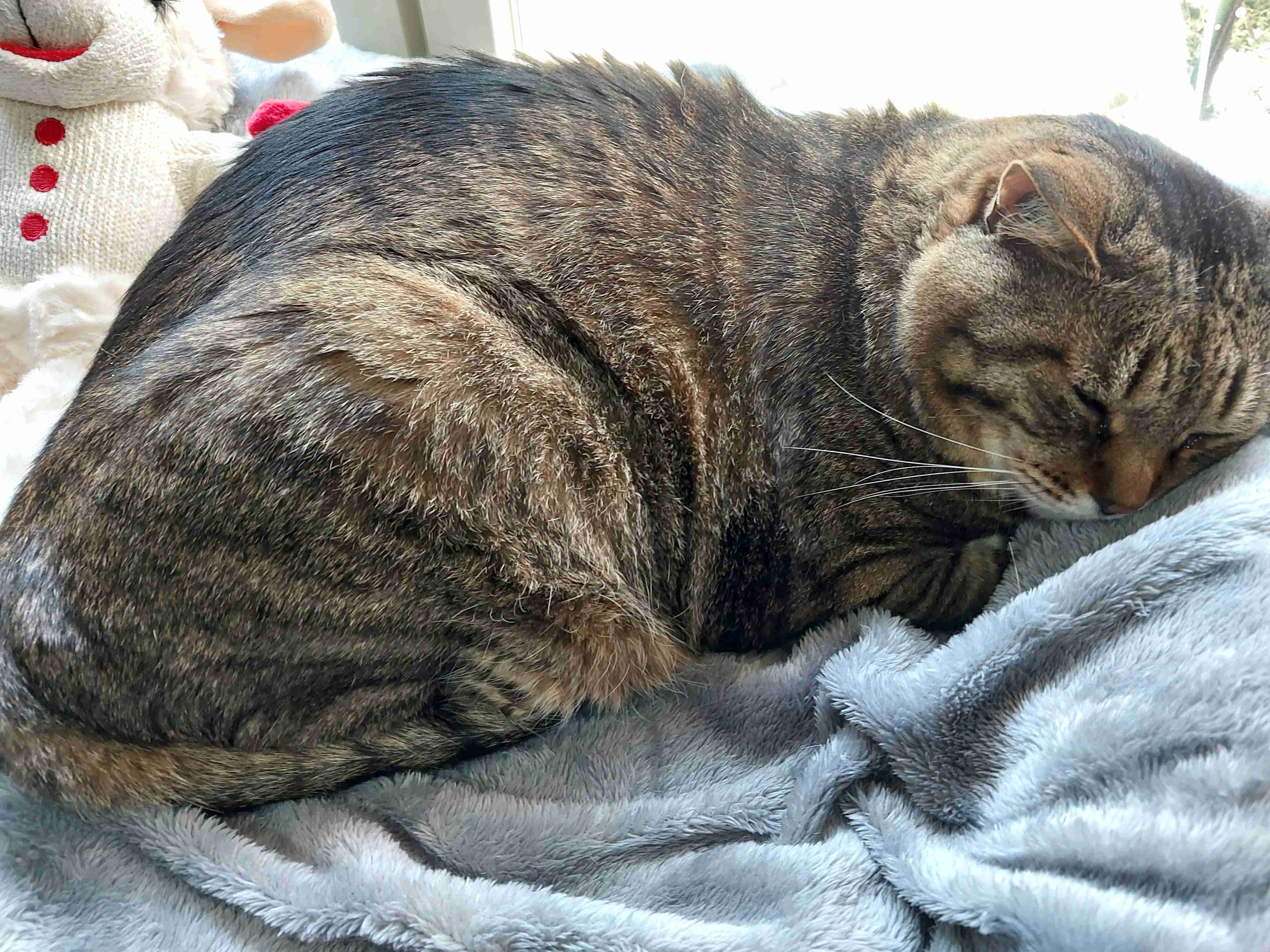がるちゃん猫カフェ99号店開店しました♪(初めての方も大歓迎♪）