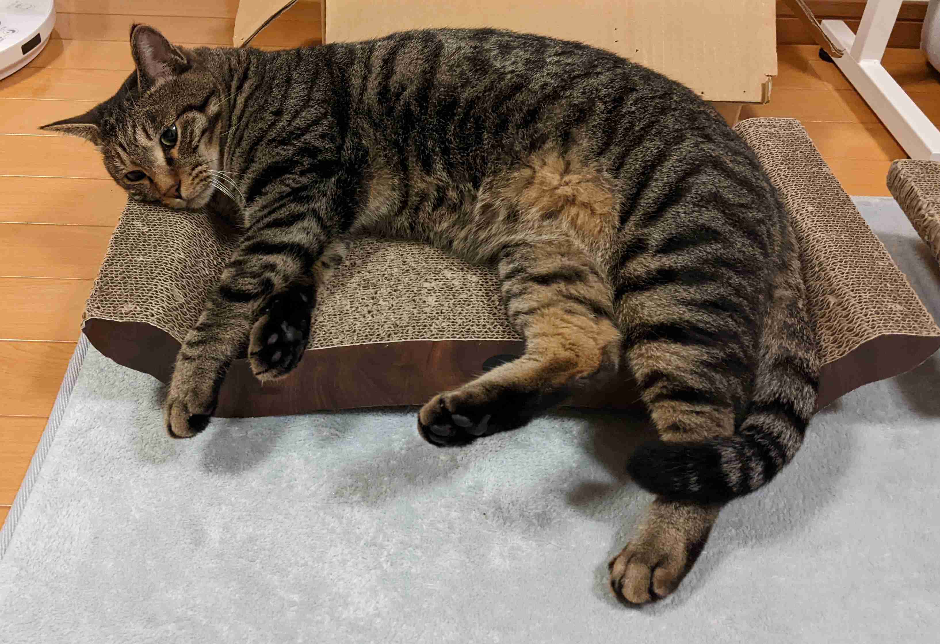 がるちゃん猫カフェ99号店開店しました♪(初めての方も大歓迎♪）