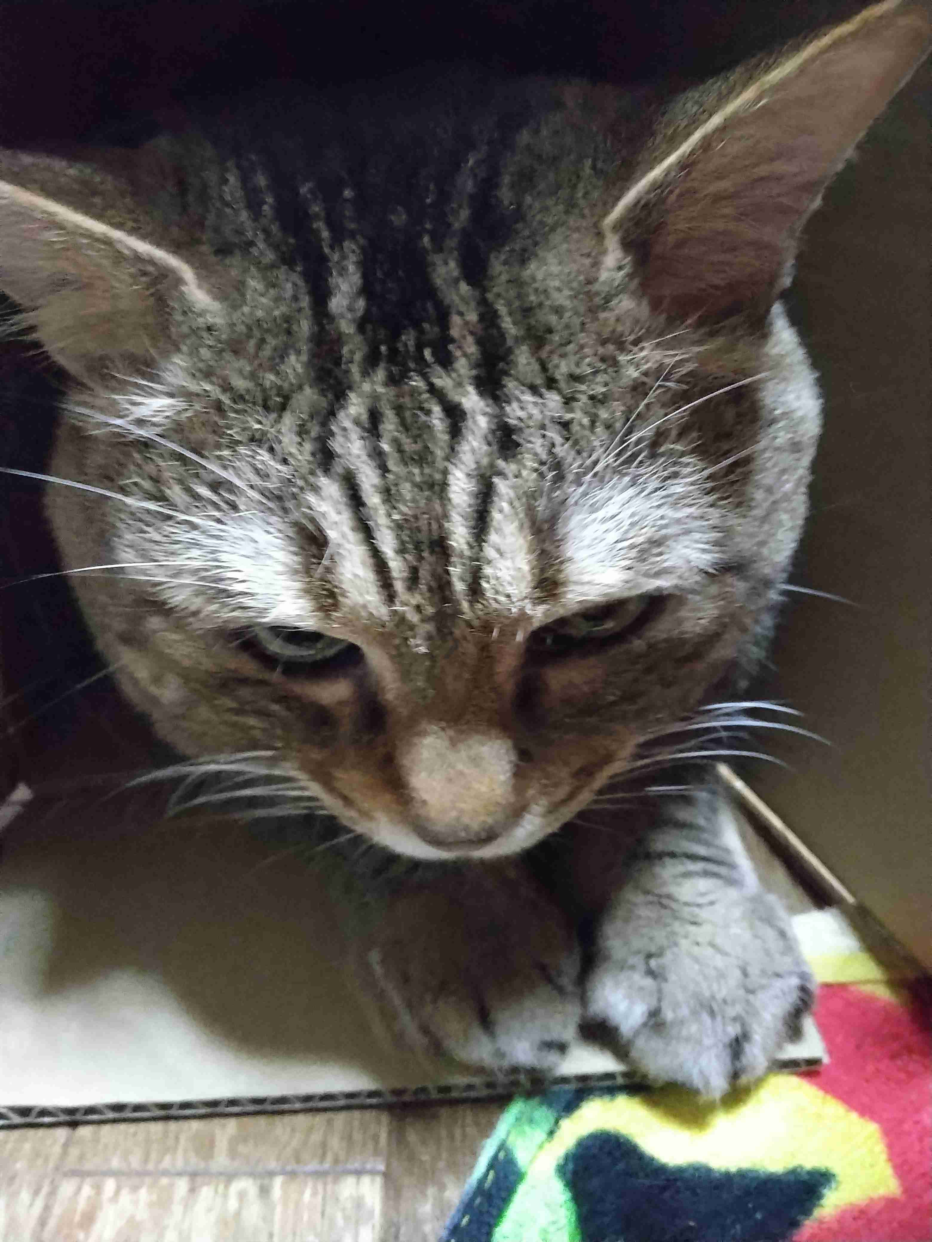 がるちゃん猫カフェ99号店開店しました♪(初めての方も大歓迎♪）