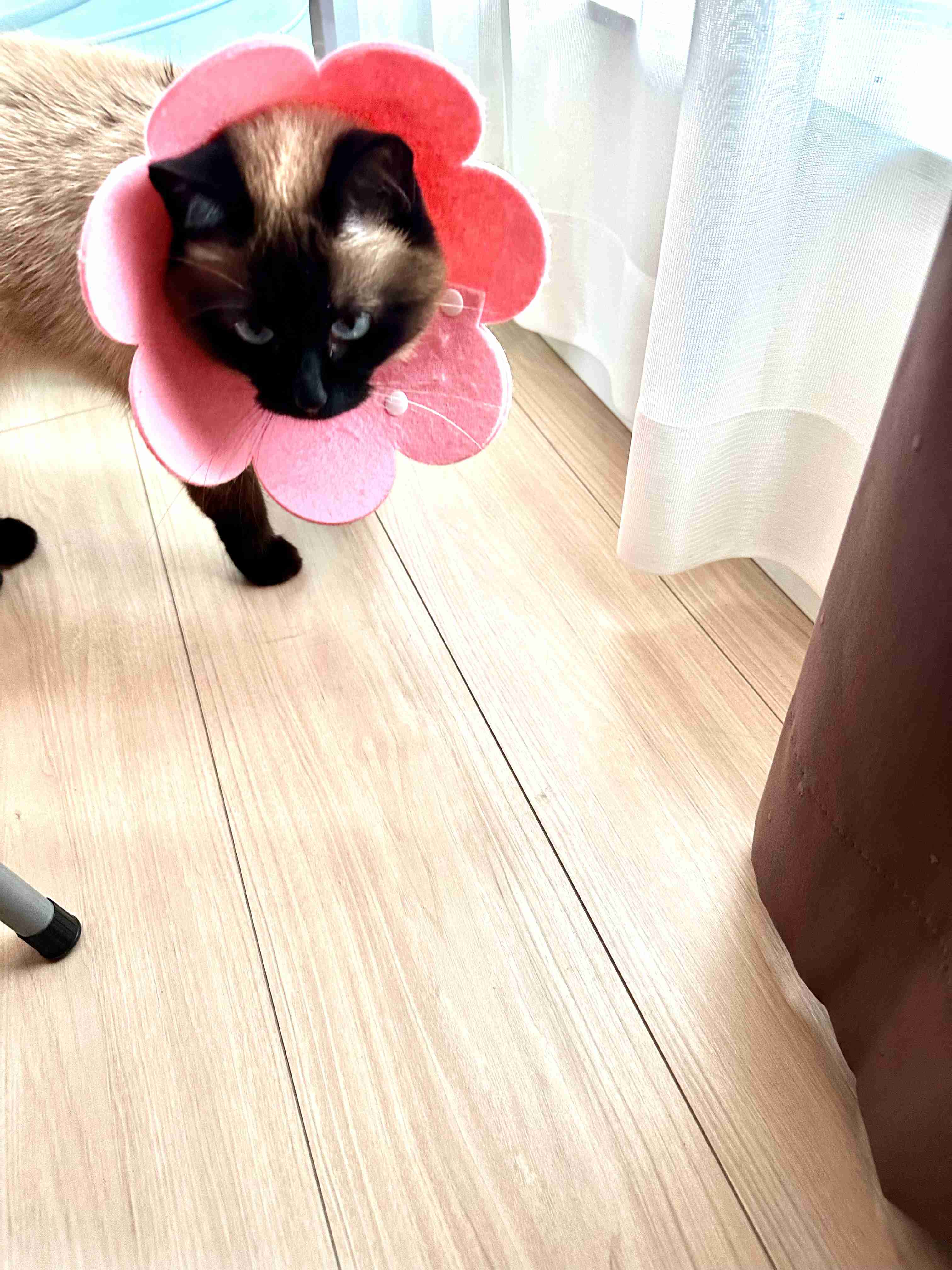 がるちゃん猫カフェ99号店開店しました♪(初めての方も大歓迎♪）