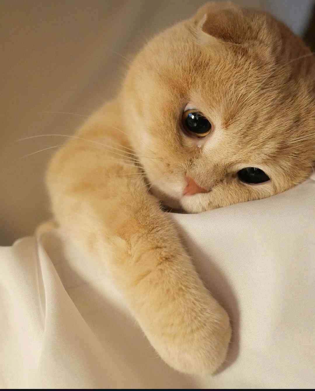がるちゃん猫カフェ99号店開店しました♪(初めての方も大歓迎♪）