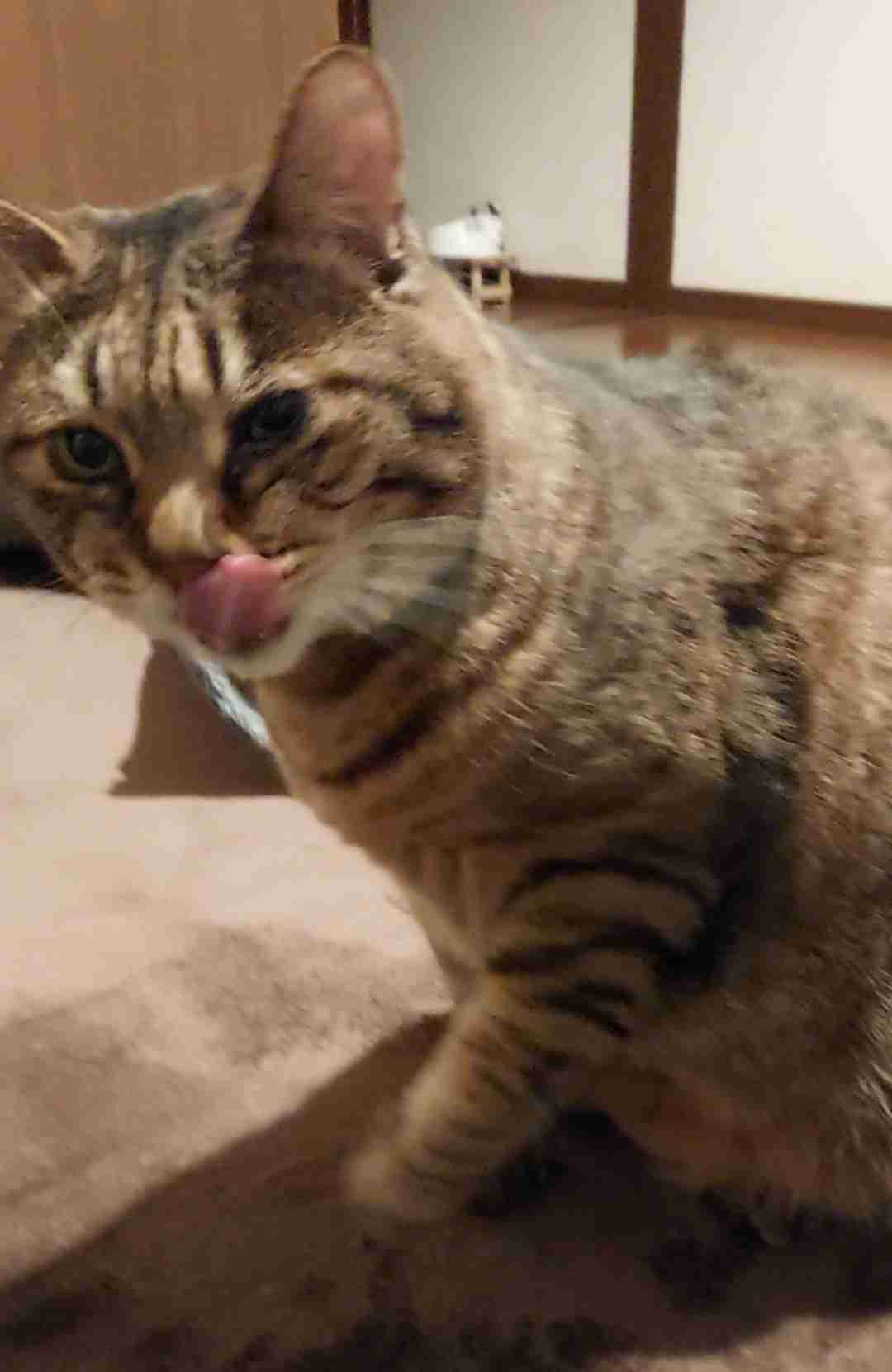 がるちゃん猫カフェ99号店開店しました♪(初めての方も大歓迎♪）