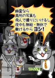 がるちゃん猫カフェ99号店開店しました♪(初めての方も大歓迎♪）