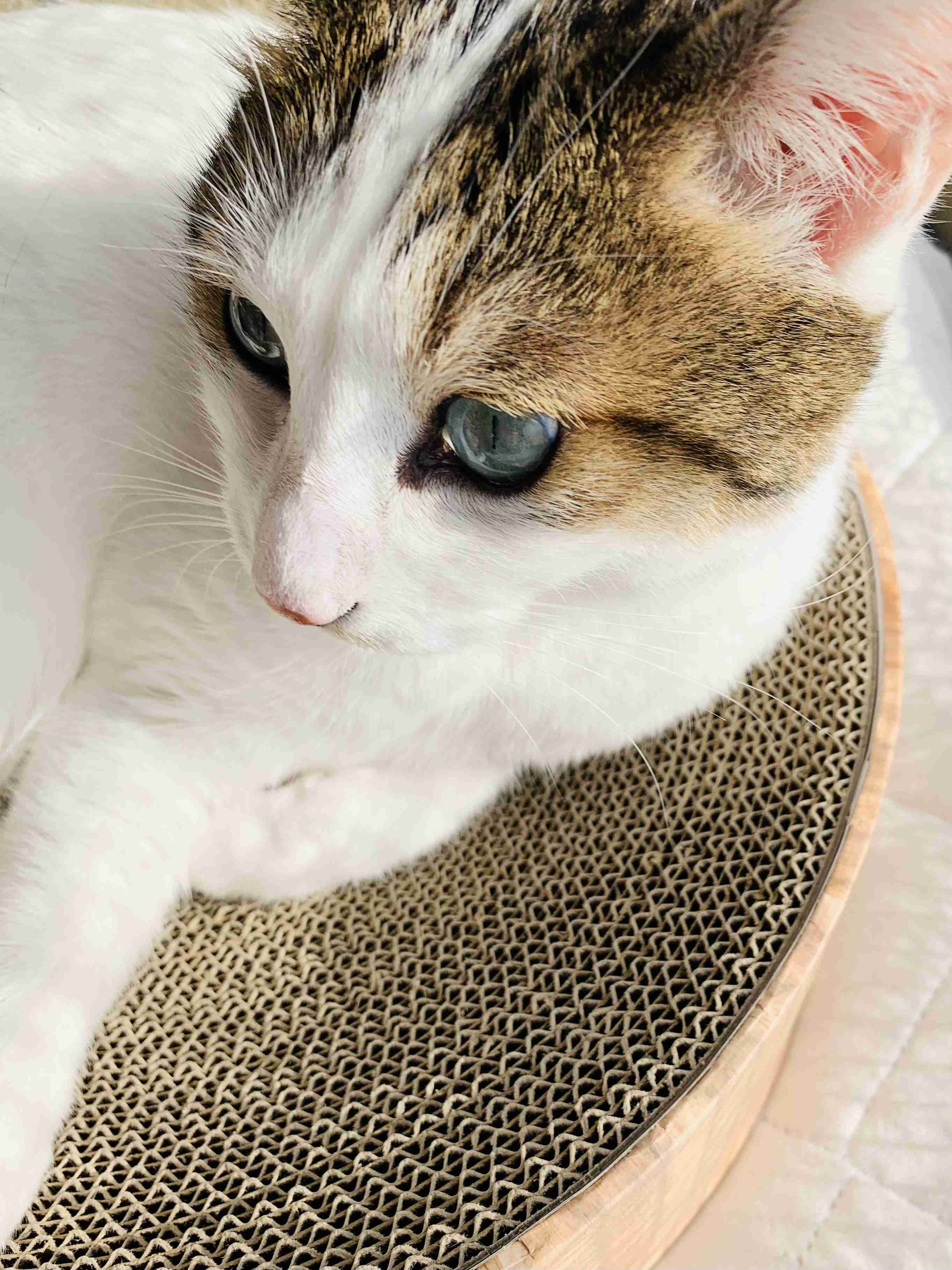 がるちゃん猫カフェ99号店開店しました♪(初めての方も大歓迎♪）