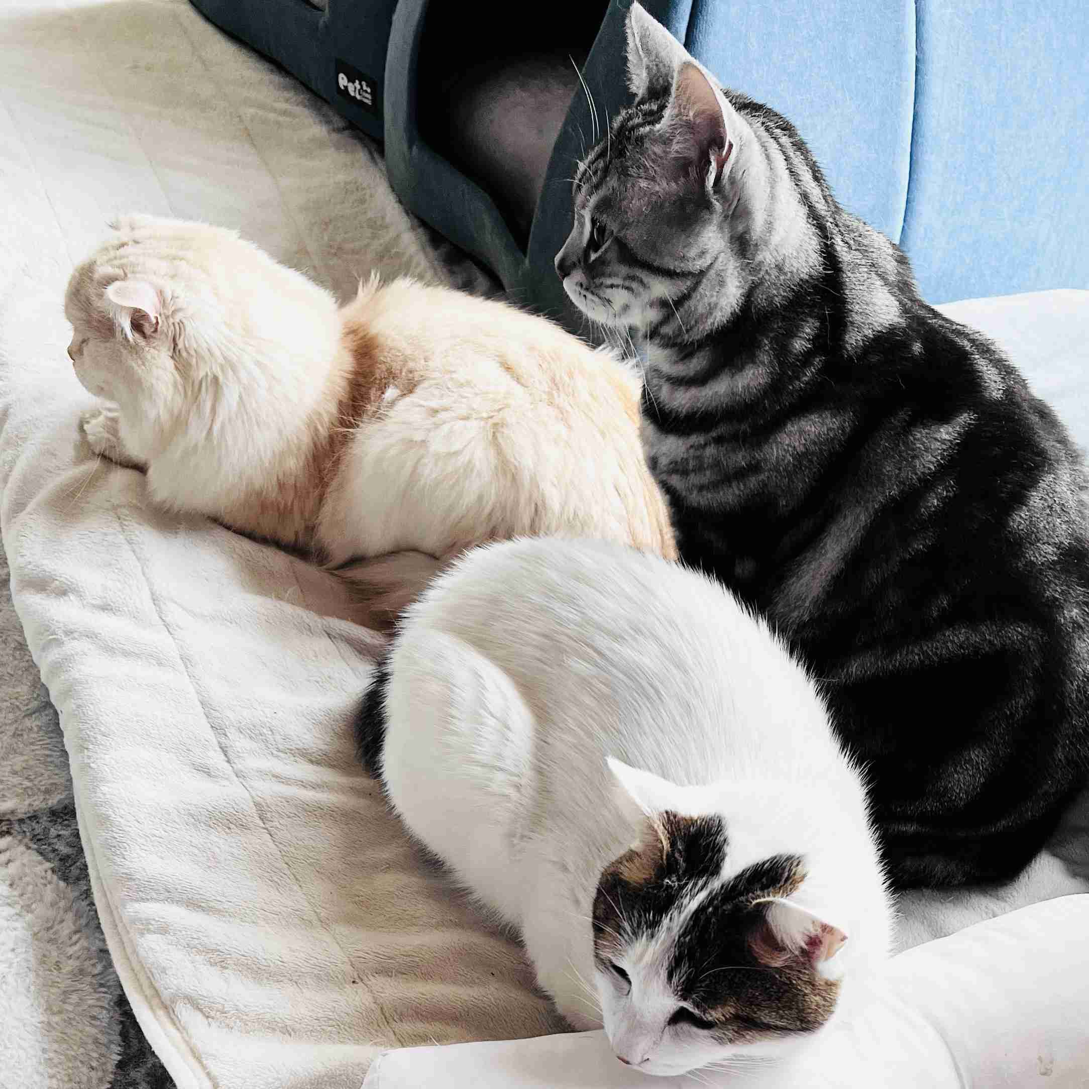 がるちゃん猫カフェ99号店開店しました♪(初めての方も大歓迎♪）