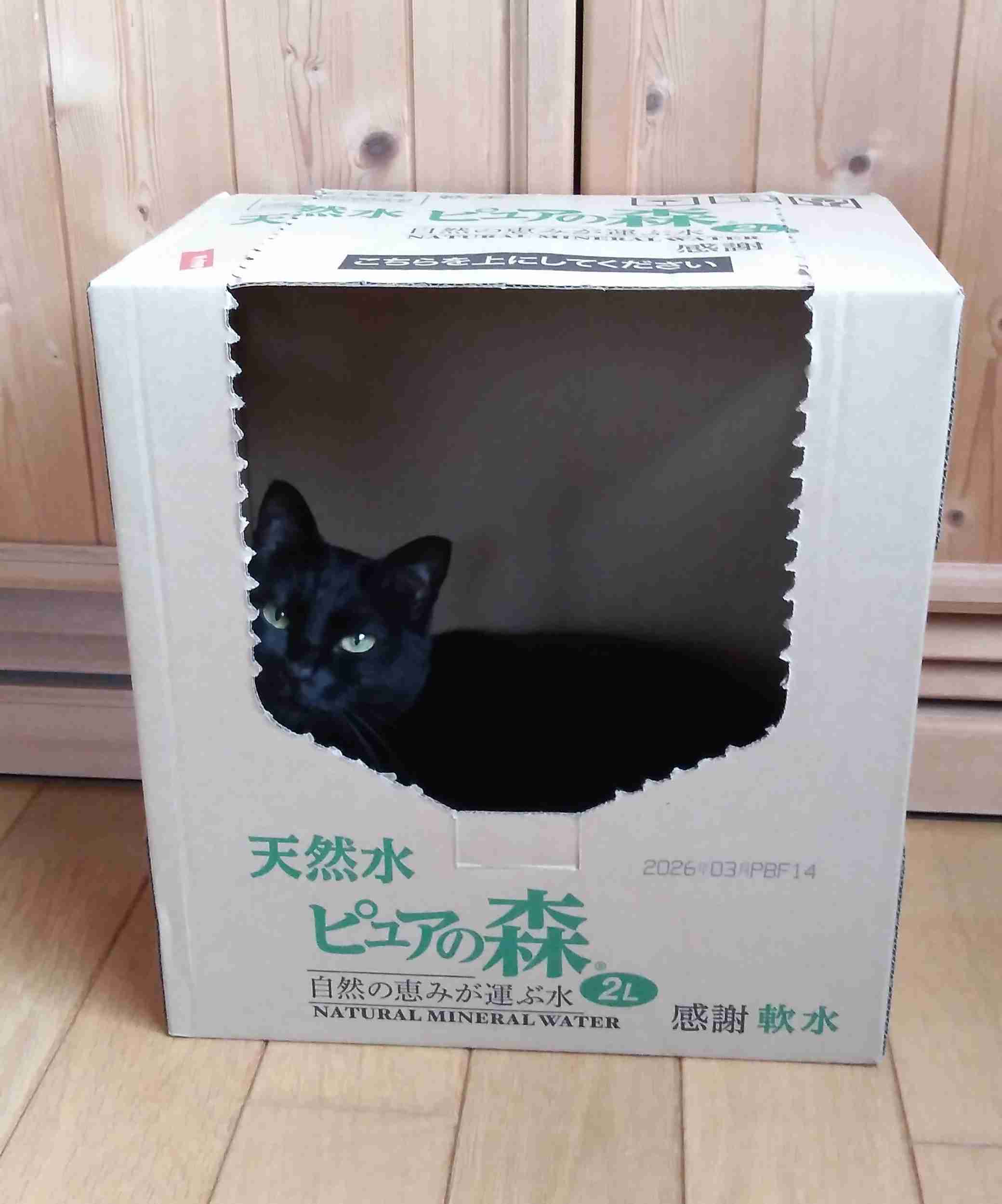 がるちゃん猫カフェ99号店開店しました♪(初めての方も大歓迎♪）