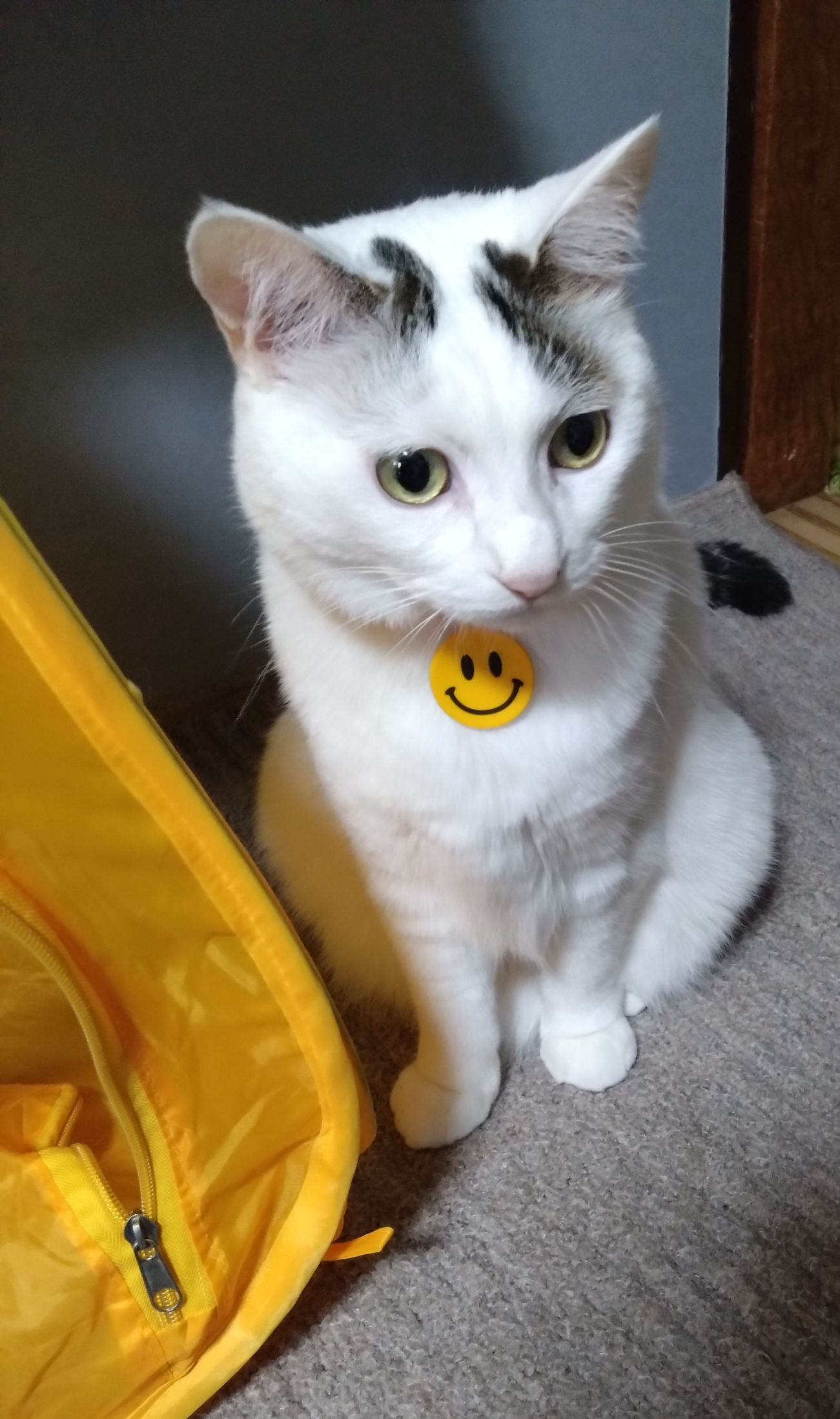 がるちゃん猫カフェ99号店開店しました♪(初めての方も大歓迎♪）