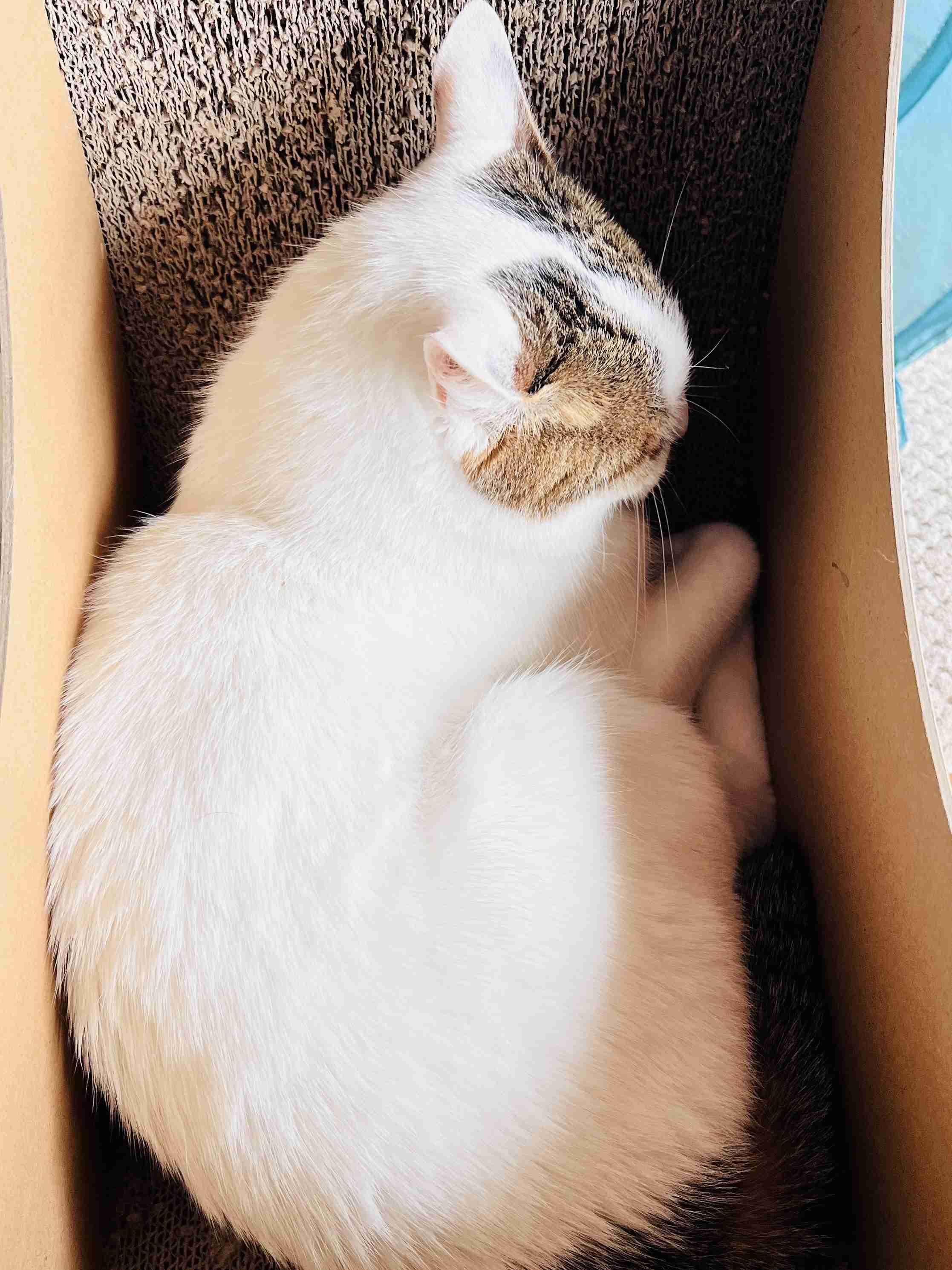 がるちゃん猫カフェ99号店開店しました♪(初めての方も大歓迎♪）