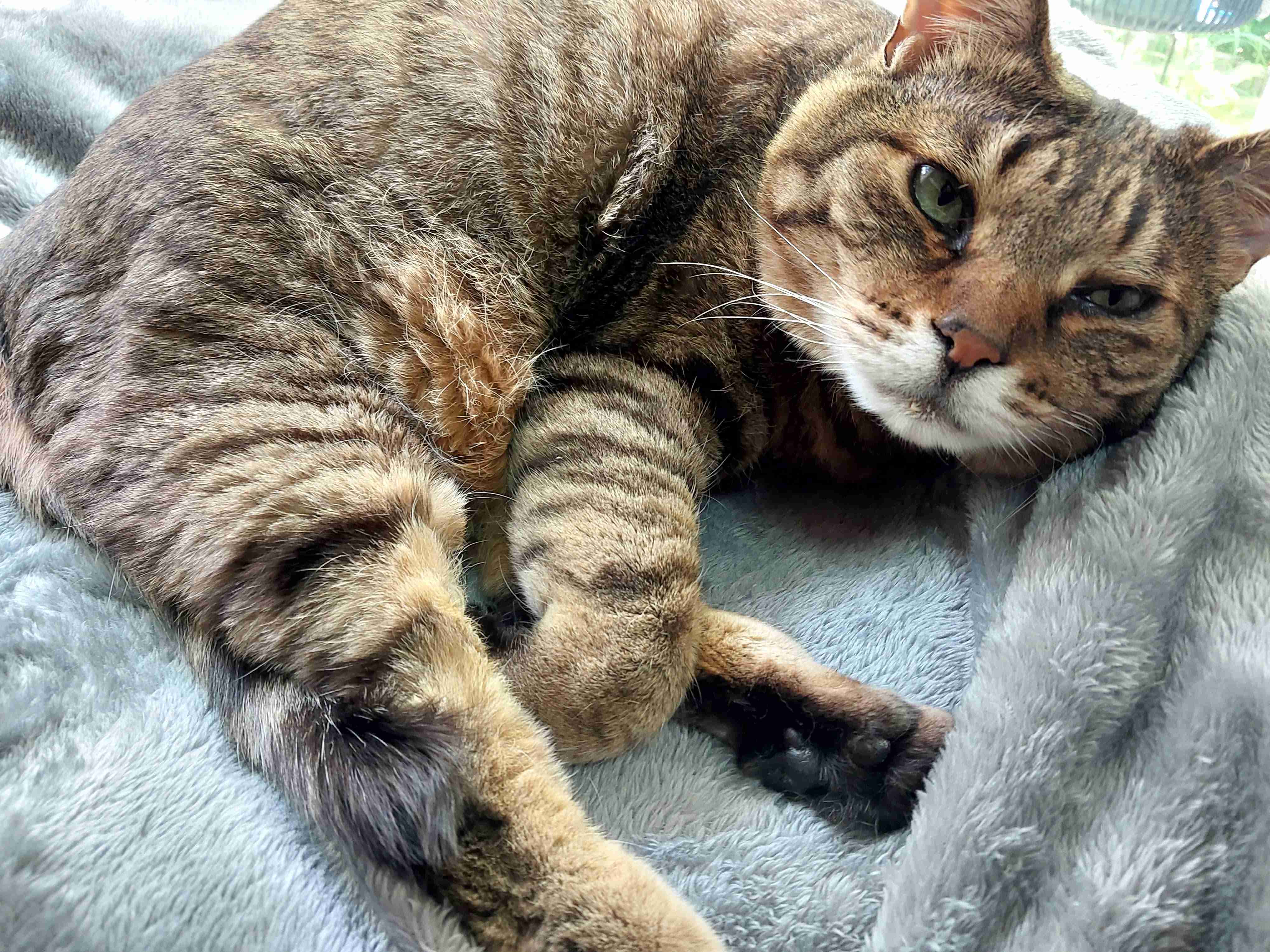 がるちゃん猫カフェ99号店開店しました♪(初めての方も大歓迎♪）