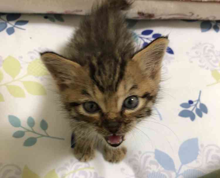 がるちゃん猫カフェ99号店開店しました♪(初めての方も大歓迎♪）
