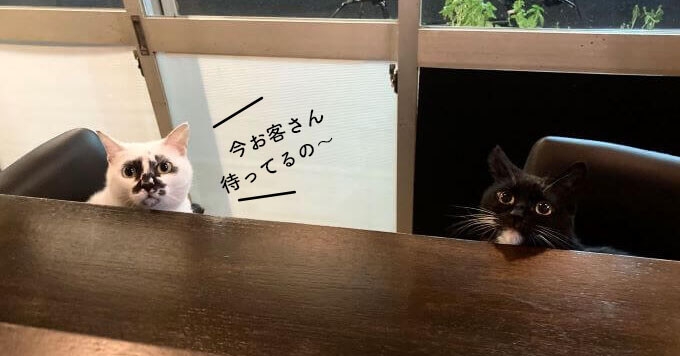 がるちゃん猫カフェ99号店開店しました♪(初めての方も大歓迎♪）