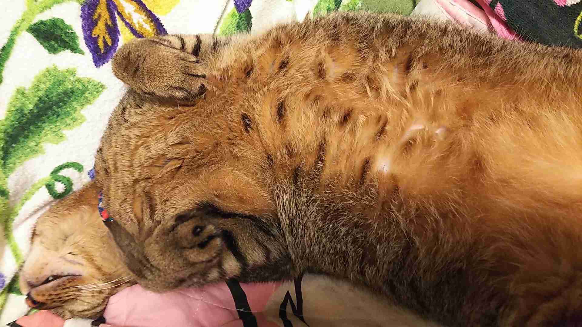 がるちゃん猫カフェ99号店開店しました♪(初めての方も大歓迎♪）