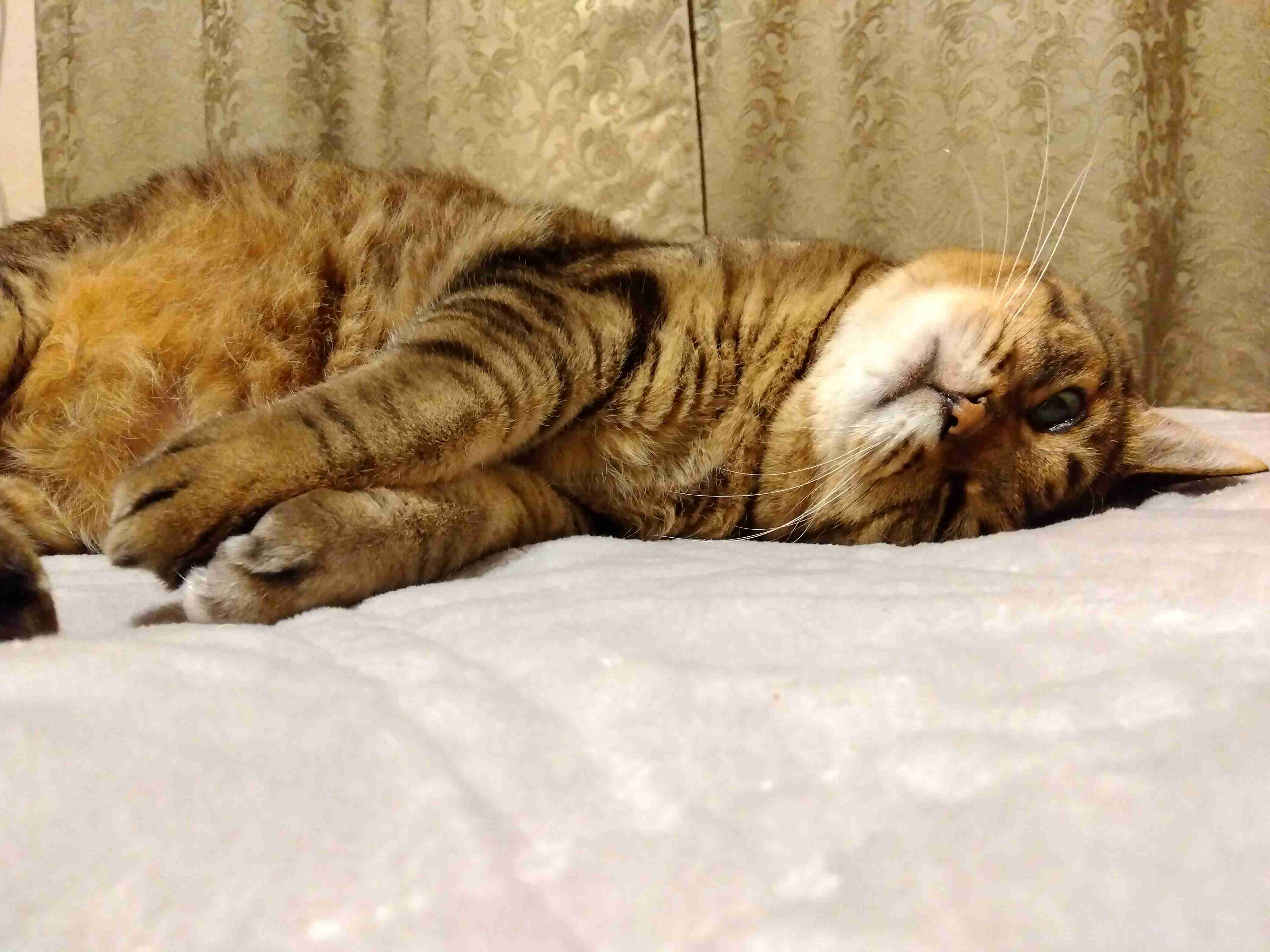がるちゃん猫カフェ99号店開店しました♪(初めての方も大歓迎♪）