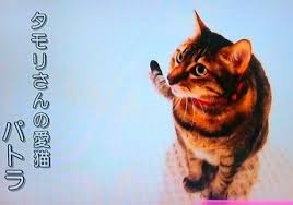 がるちゃん猫カフェ99号店開店しました♪(初めての方も大歓迎♪）