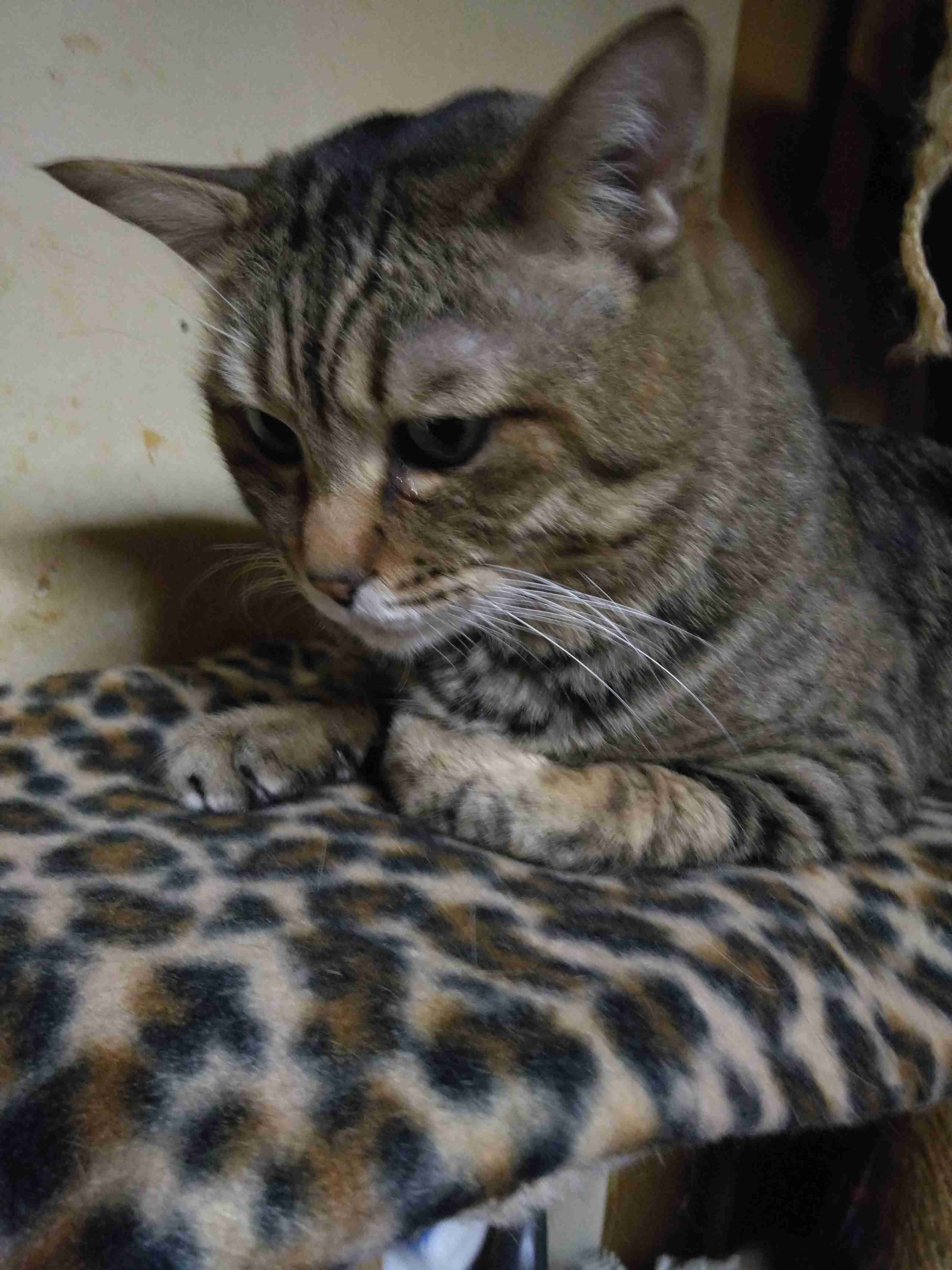 がるちゃん猫カフェ99号店開店しました♪(初めての方も大歓迎♪）