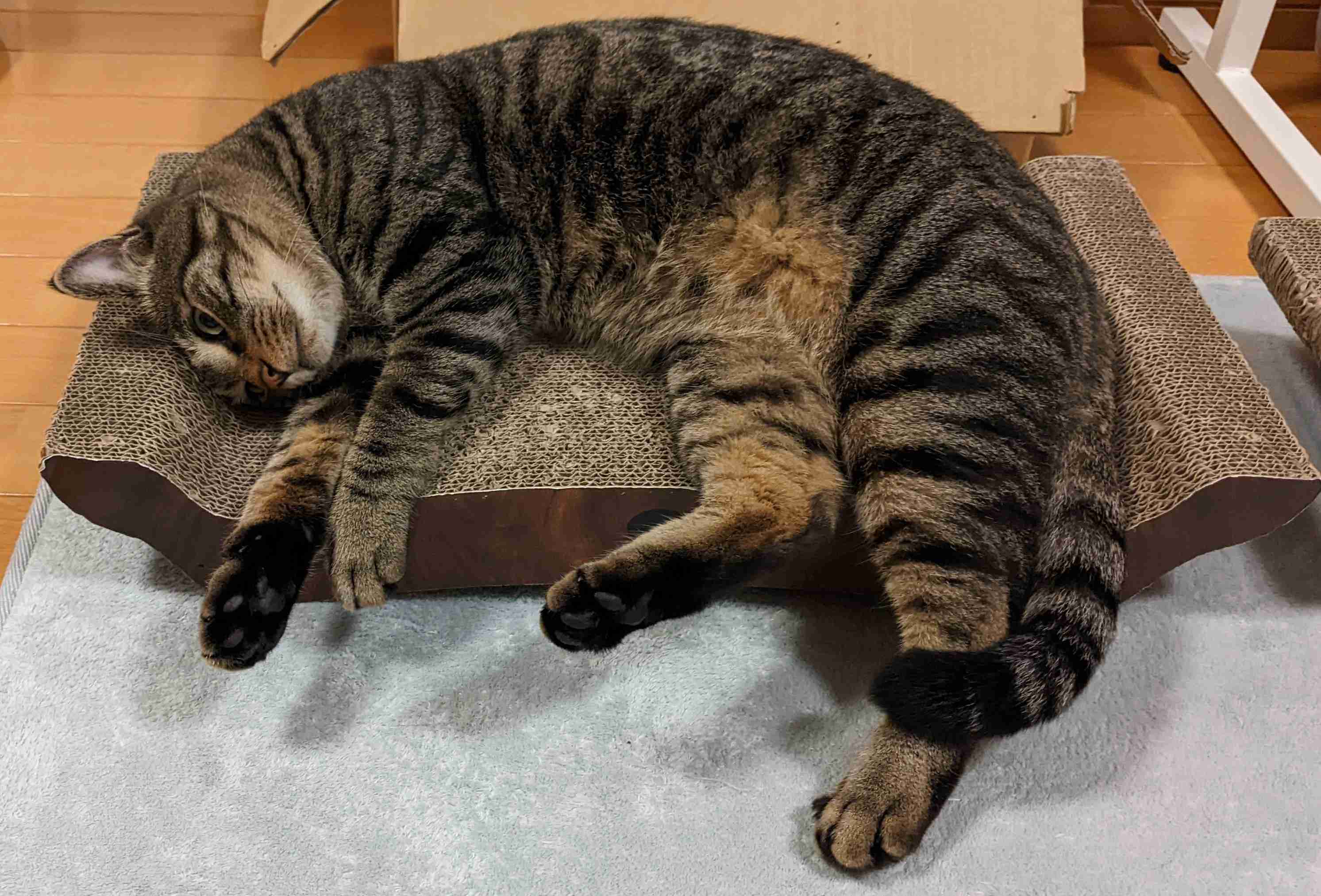 がるちゃん猫カフェ99号店開店しました♪(初めての方も大歓迎♪）