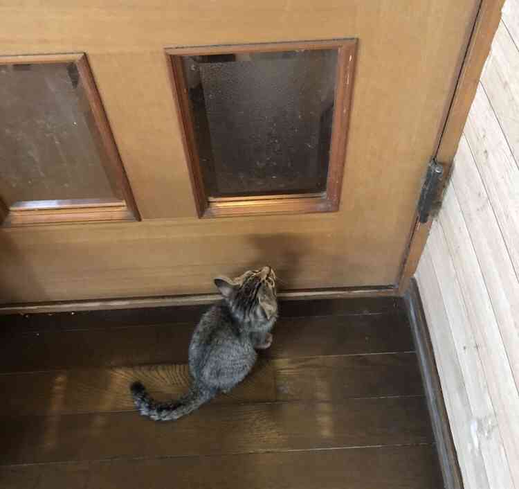 がるちゃん猫カフェ99号店開店しました♪(初めての方も大歓迎♪）