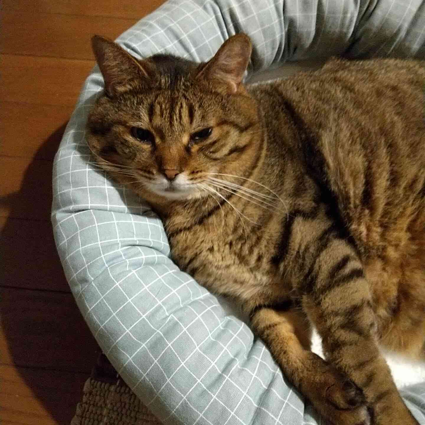 がるちゃん猫カフェ99号店開店しました♪(初めての方も大歓迎♪）