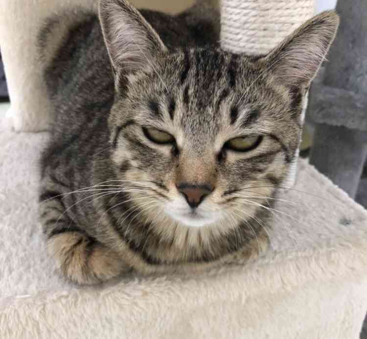 がるちゃん猫カフェ99号店開店しました♪(初めての方も大歓迎♪）